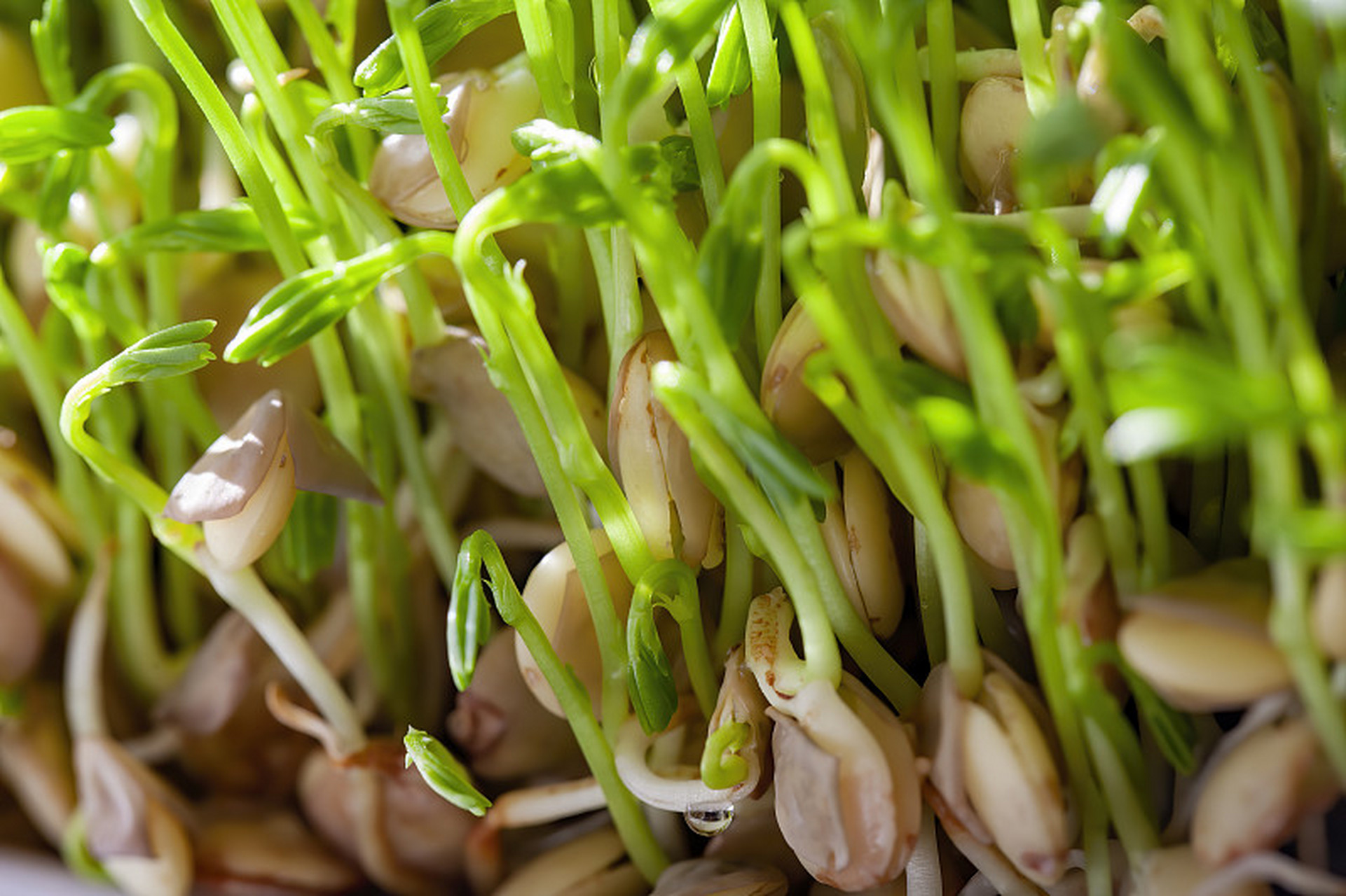 绿豆芽#   相信在家待久了的你也许会感觉到特别无聊,晚上睡不着