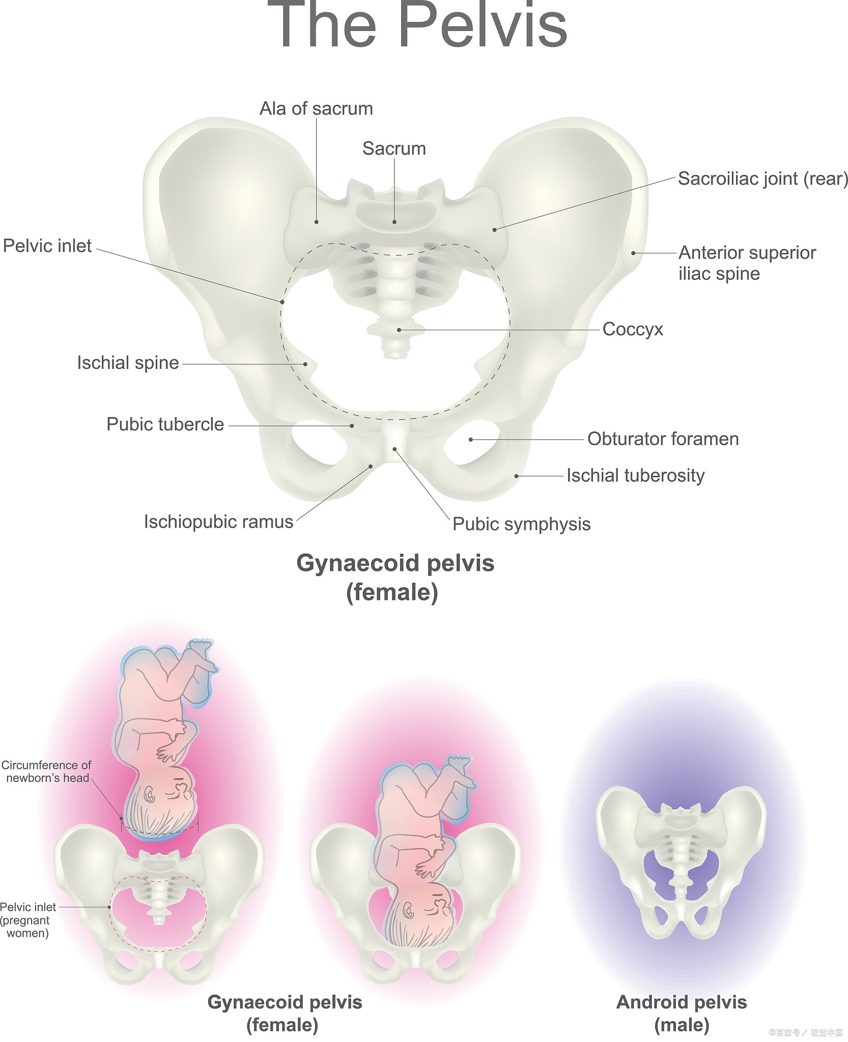 以下产后恢复锻炼可有效缓解盆底肌损伤,建议根据个人恢复情况选择