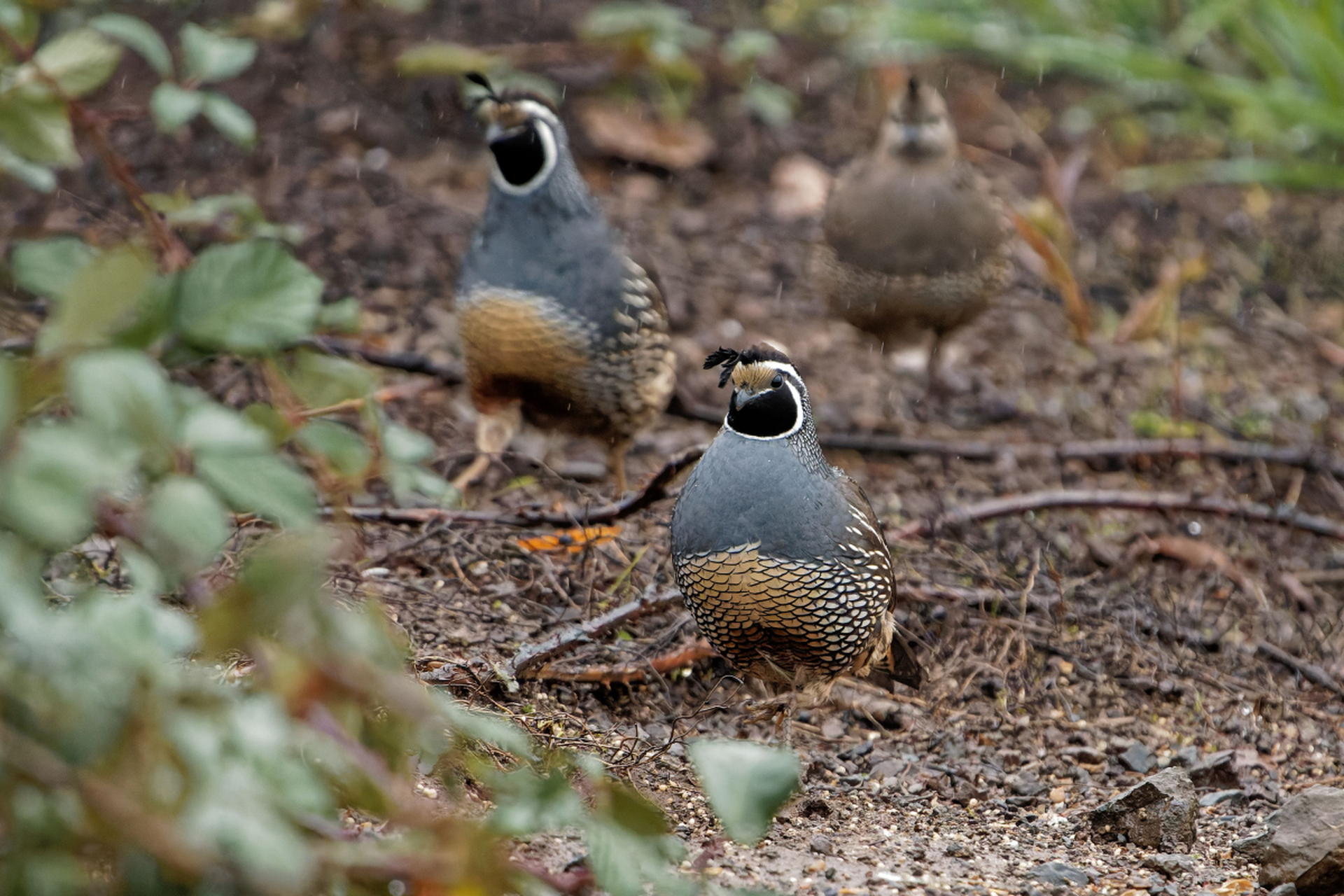 相传,在古代,山林里有一只老鹁鸪,它孵了一窝小鹁鸪,喜得就没法说的