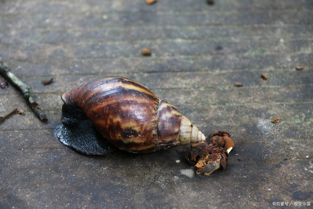 可食用蜗牛可以食用蜗牛图片东风螺宠物蜗牛和非洲大蜗牛对比图片蜗牛