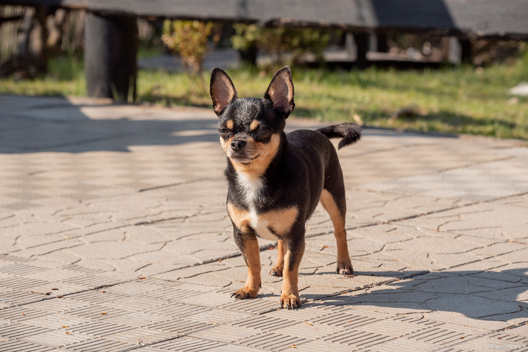 小鹿犬和吉娃娃的区别:体型差多少?性格谁更黏?新手选狗指南