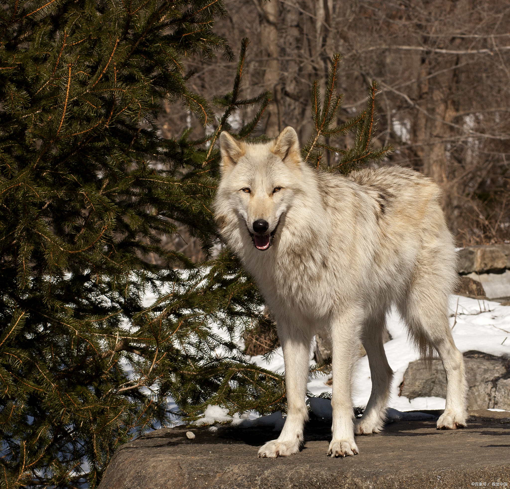 故事:你们见过狼蜕皮,我见过,雪狼会变成漂亮的女人