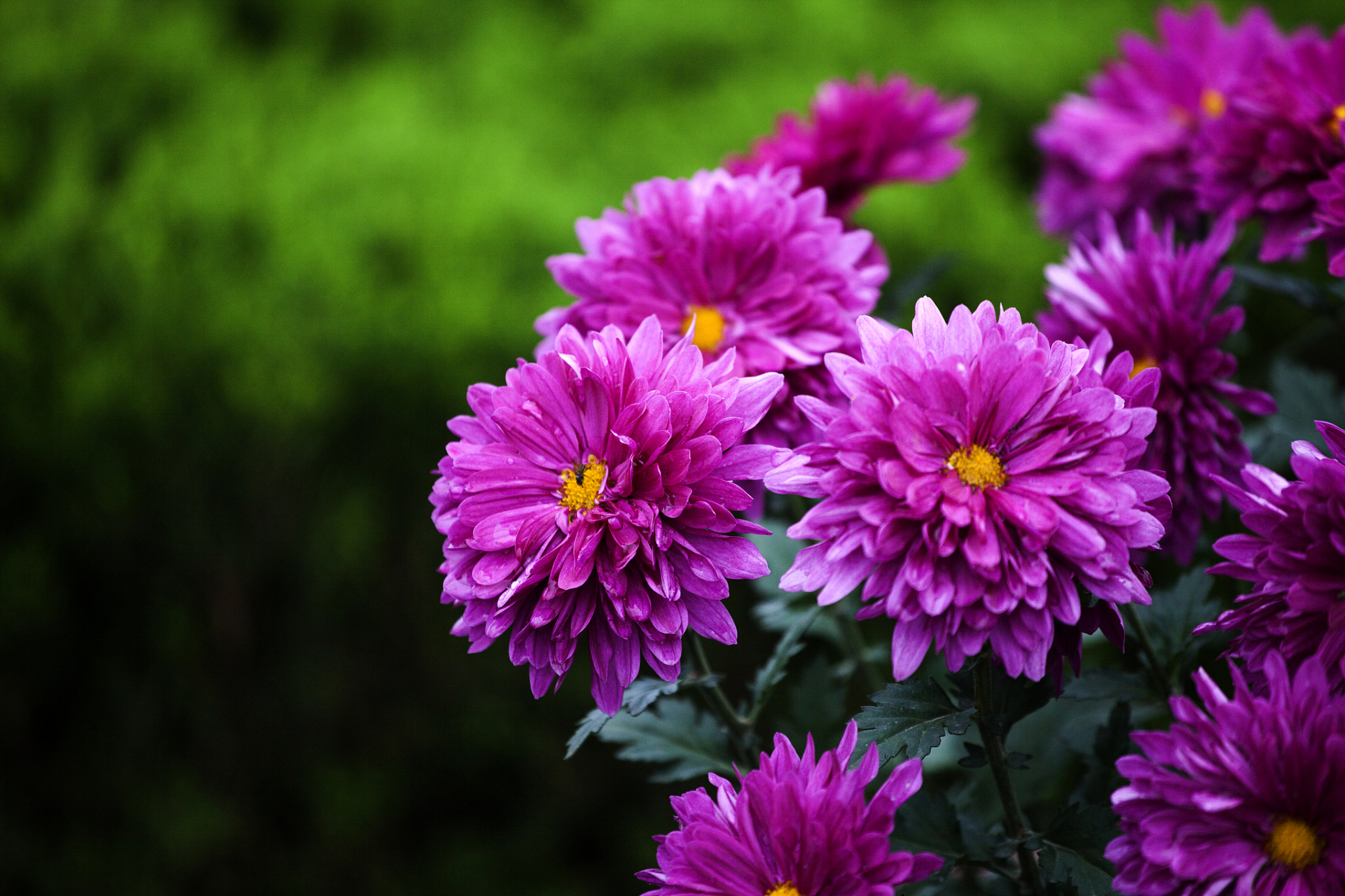 不是花中偏爱菊,此花开尽更无花 ——唐 元稹《菊花》 这首七言绝句