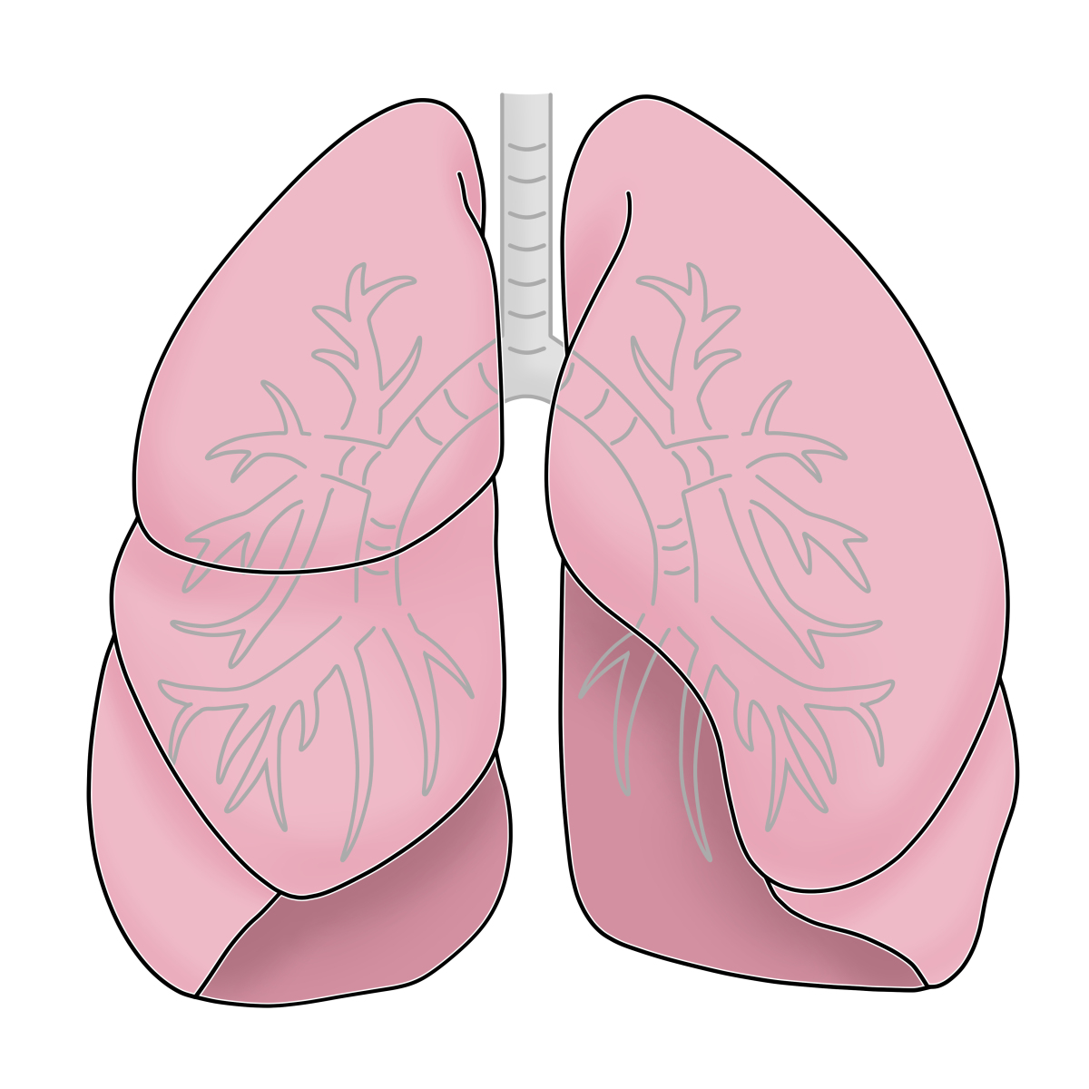 肺的简笔画可爱图片