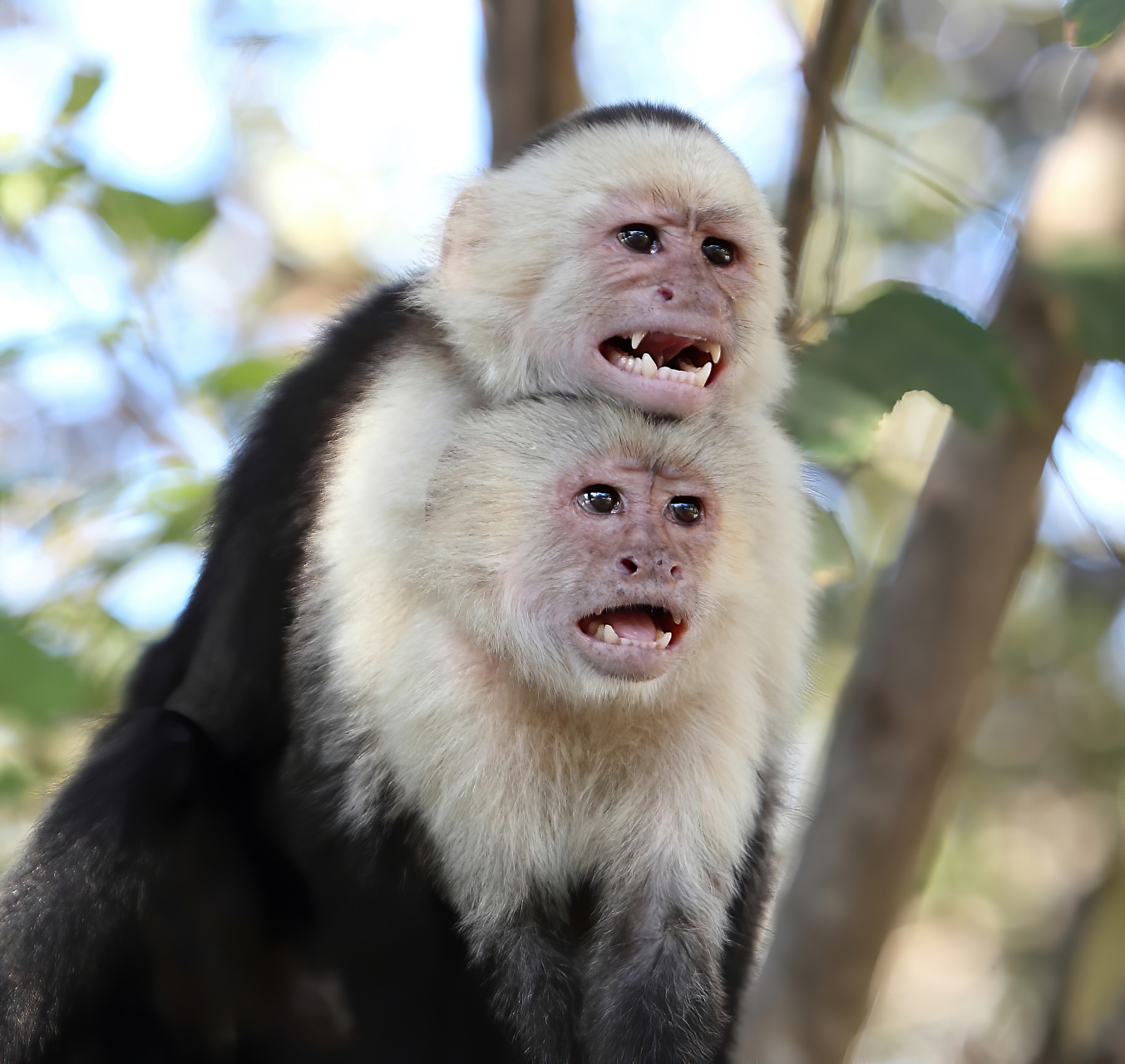 巴拿马猴已进入石器时代,使用石头作为工具砸干果,但技术仍处于原始