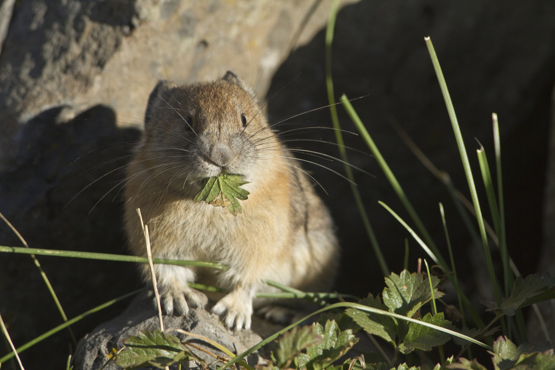 祁连山草原游客手抓鼠兔拍照,专家称这是一个危险动作,鼠兔属感染源