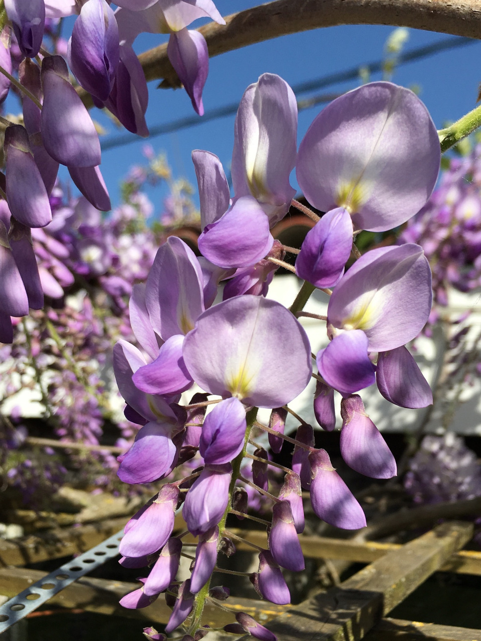 虽然紫罗兰通常需要土壤来提供养分,但在适当的水培条件下也能生长.