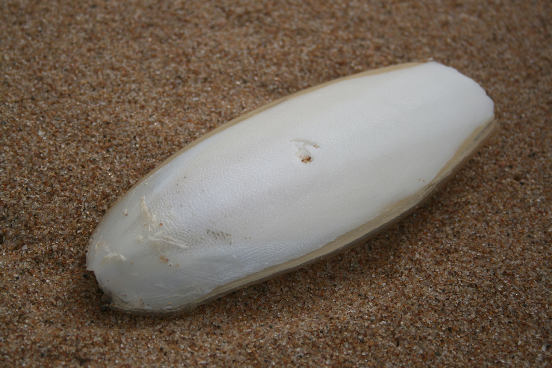 原来鲨鱼卵长这样# 好神奇啊!第一次见这种事,觉得太魔幻了!