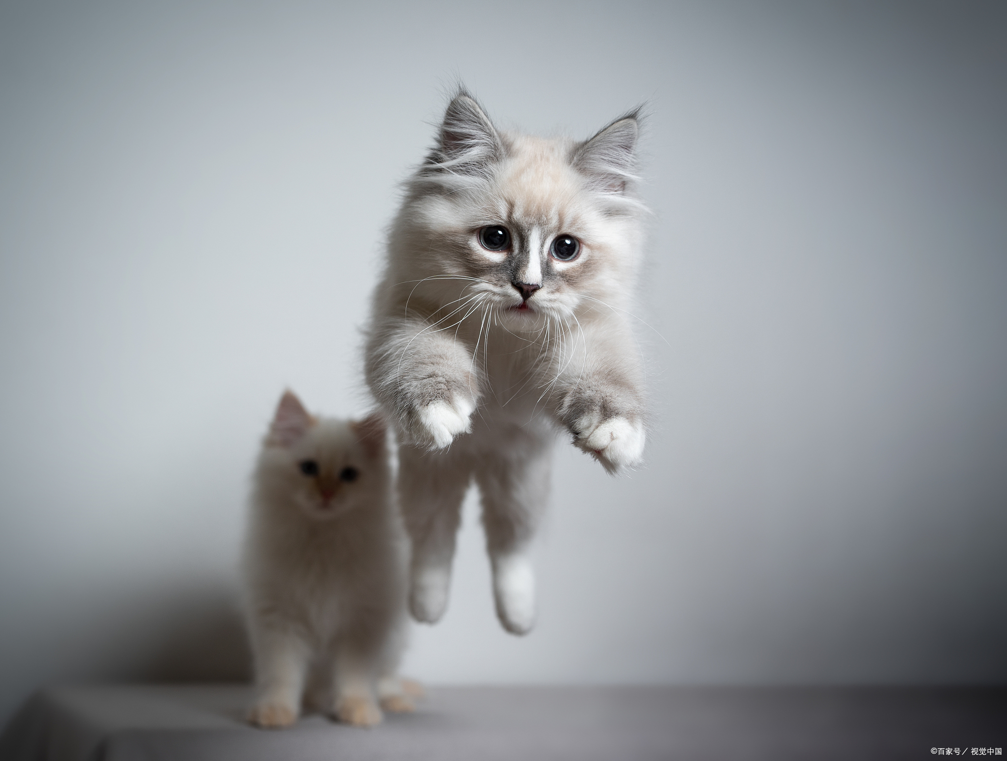 猫猫打完疫苗后没精神正常吗?