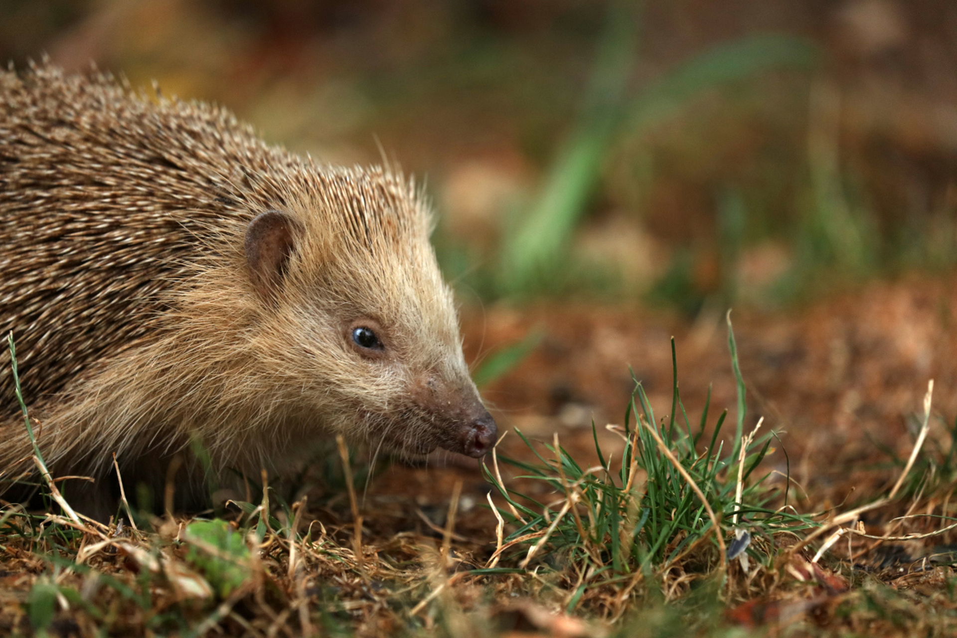野生刺猬禁养哦07它们受法律保护,更是生态小卫士.