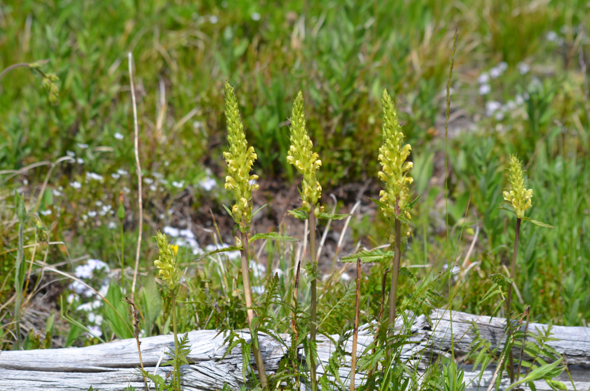 浙江山头麦:海洋的馈赠,温州的味觉记忆  在温州的沿海小镇,有一道被