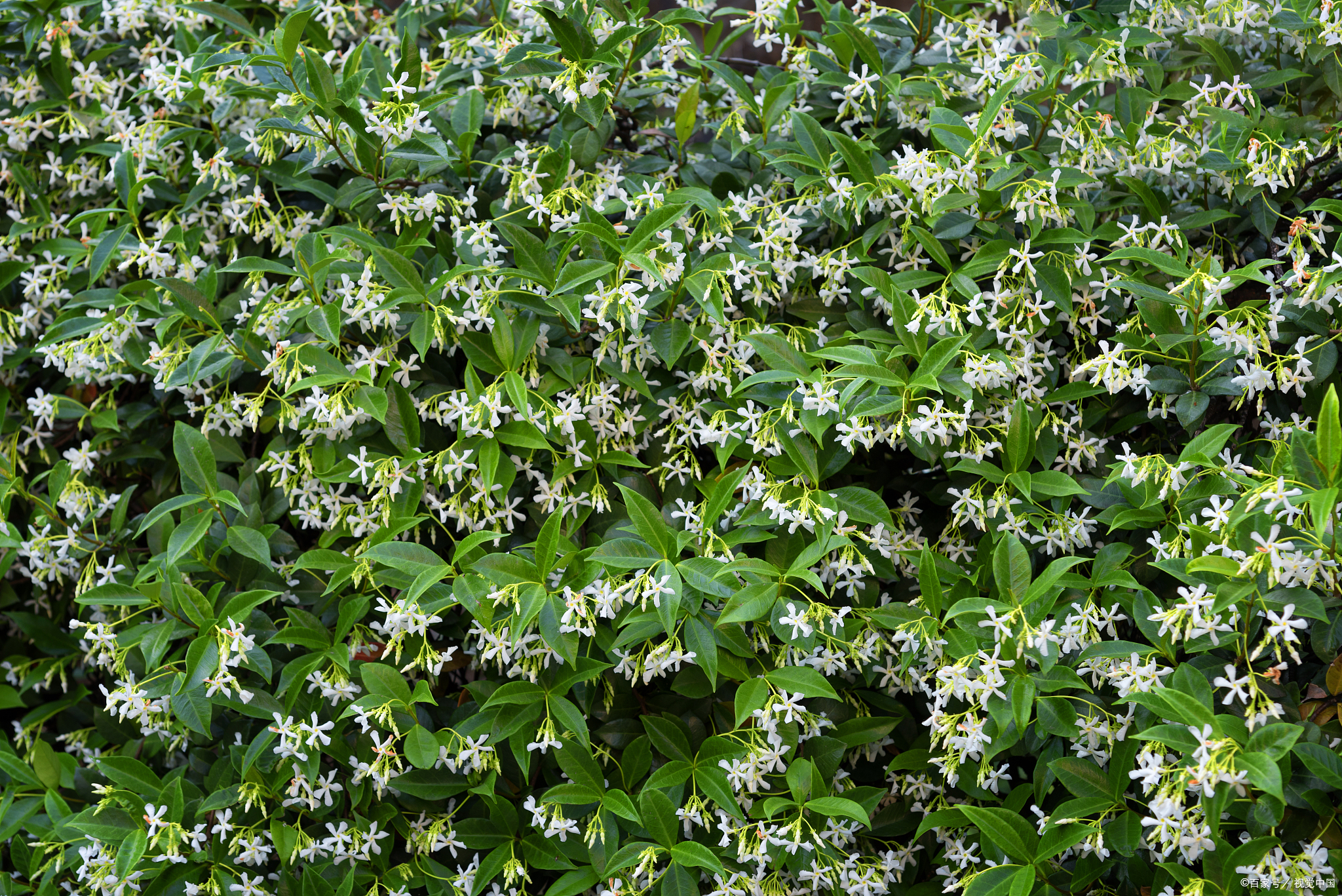 千里香的种植方法:一种绿色生活的实践