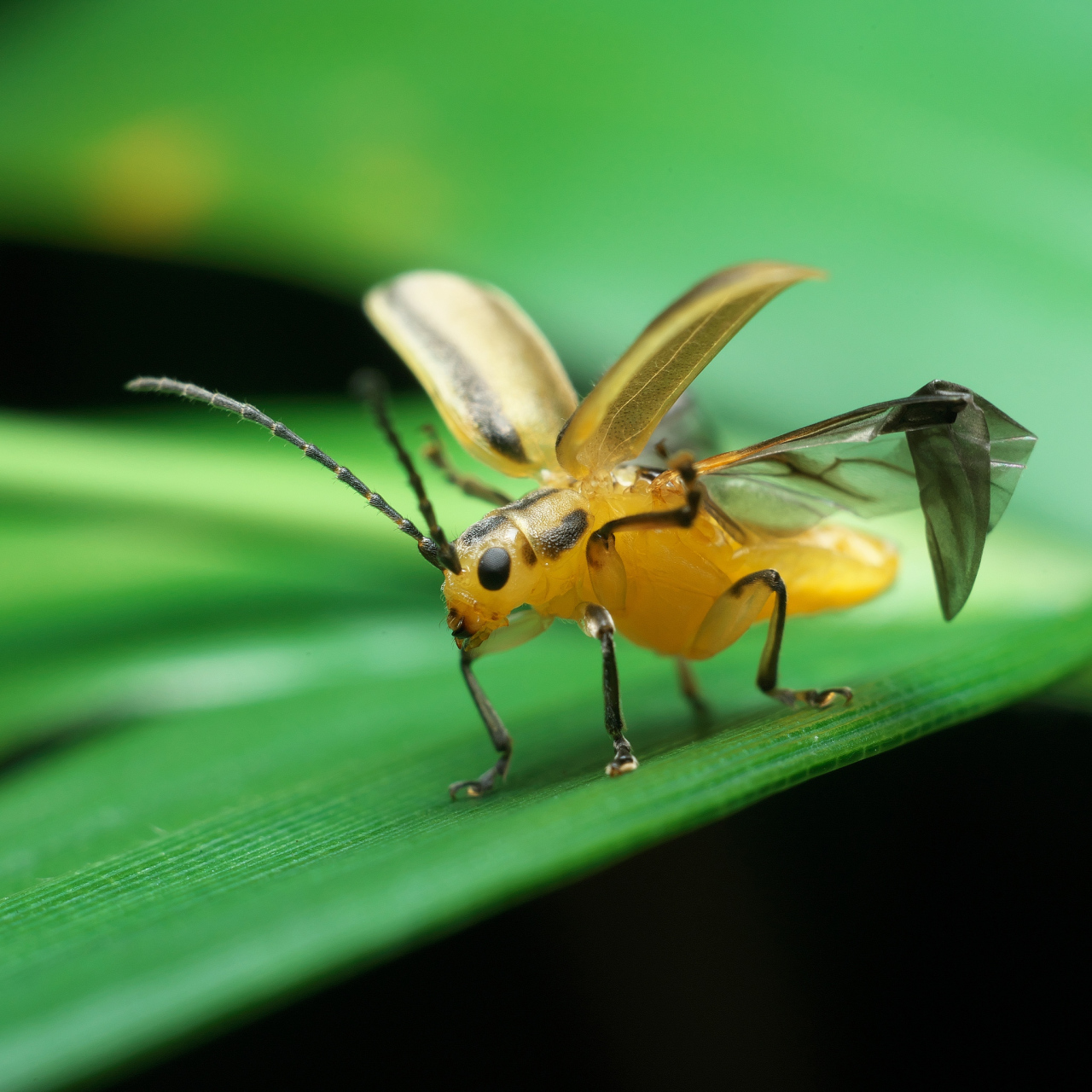 螽斯是一种具有重要生态价值的昆虫,具有直翅,丝状触角和多种体色.