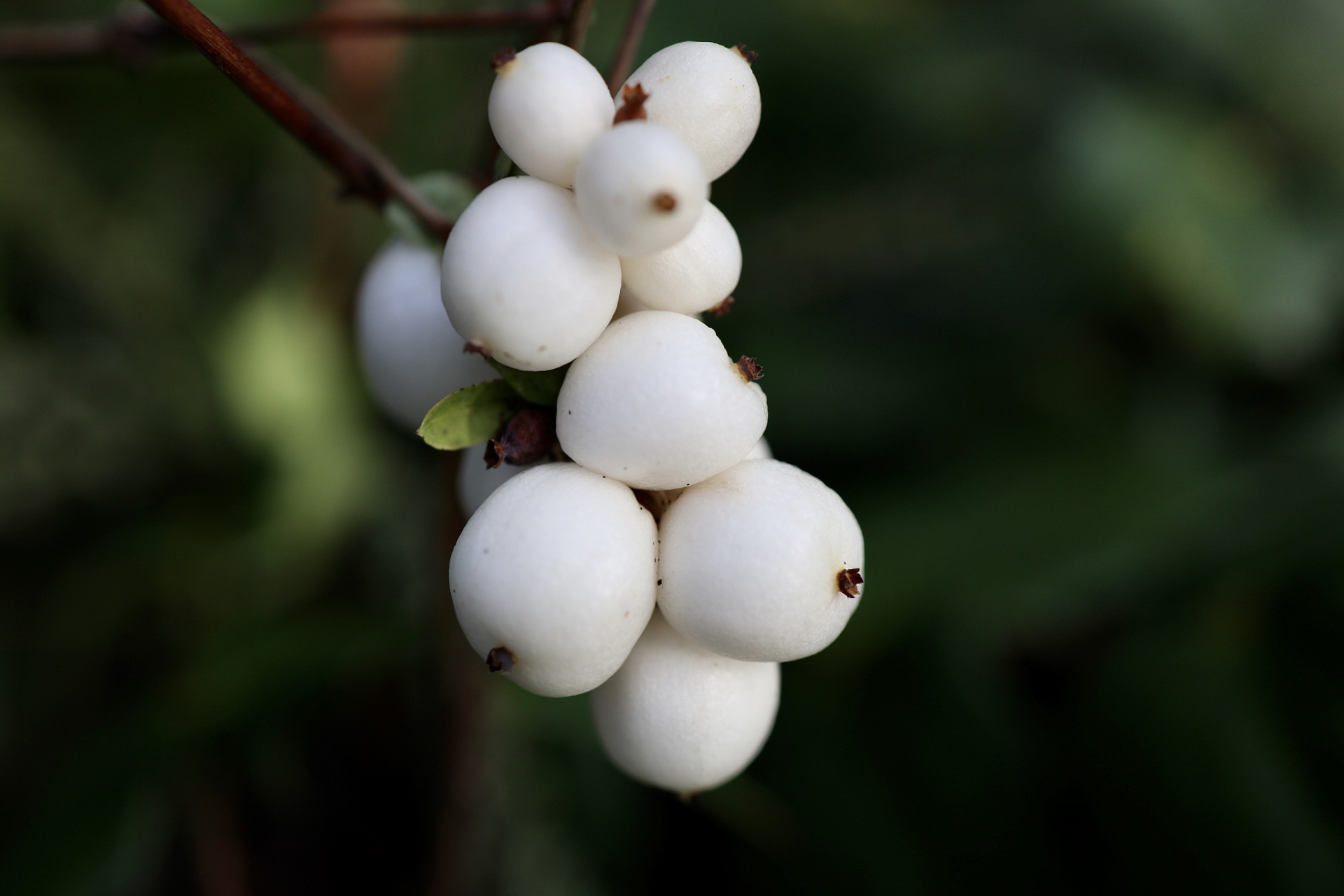 白饭果 白饭果又叫白饭木,是一种常见的美味野果,通常生长在比较潮湿