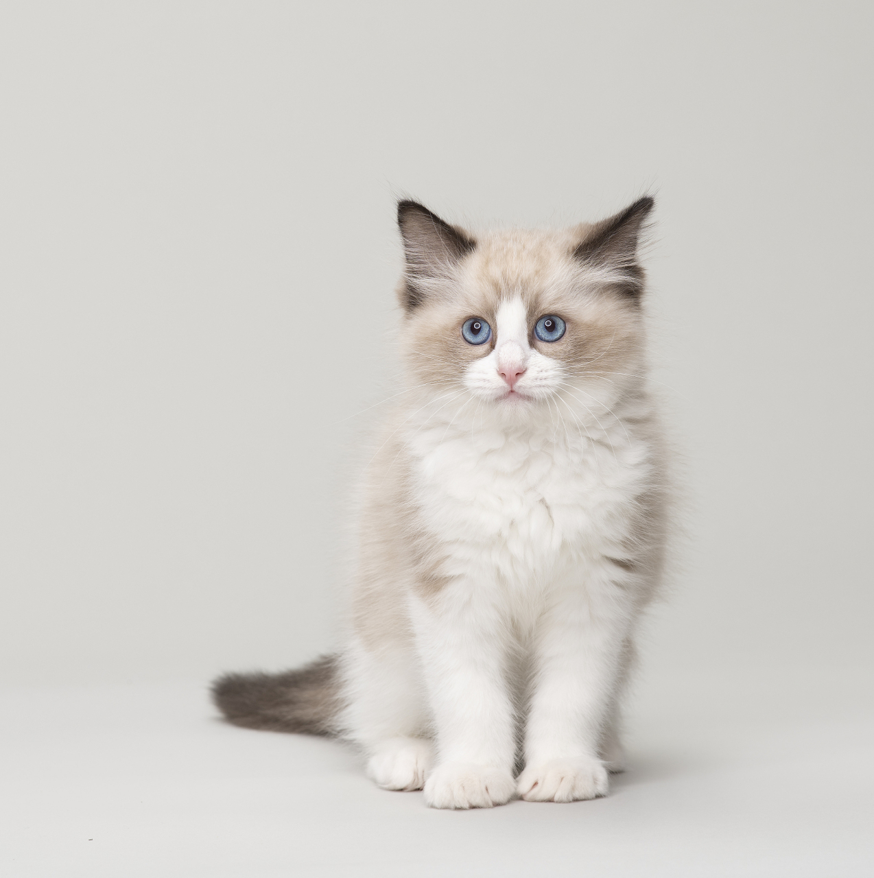 头呈v形,眼大而圆,被毛丰厚,四肢粗大,身体柔软,多为三色或双色猫