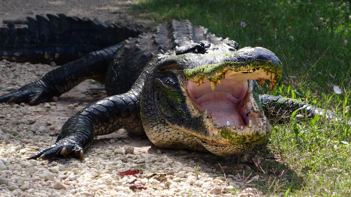 鳄鱼是两栖动物?还是爬行动物?
