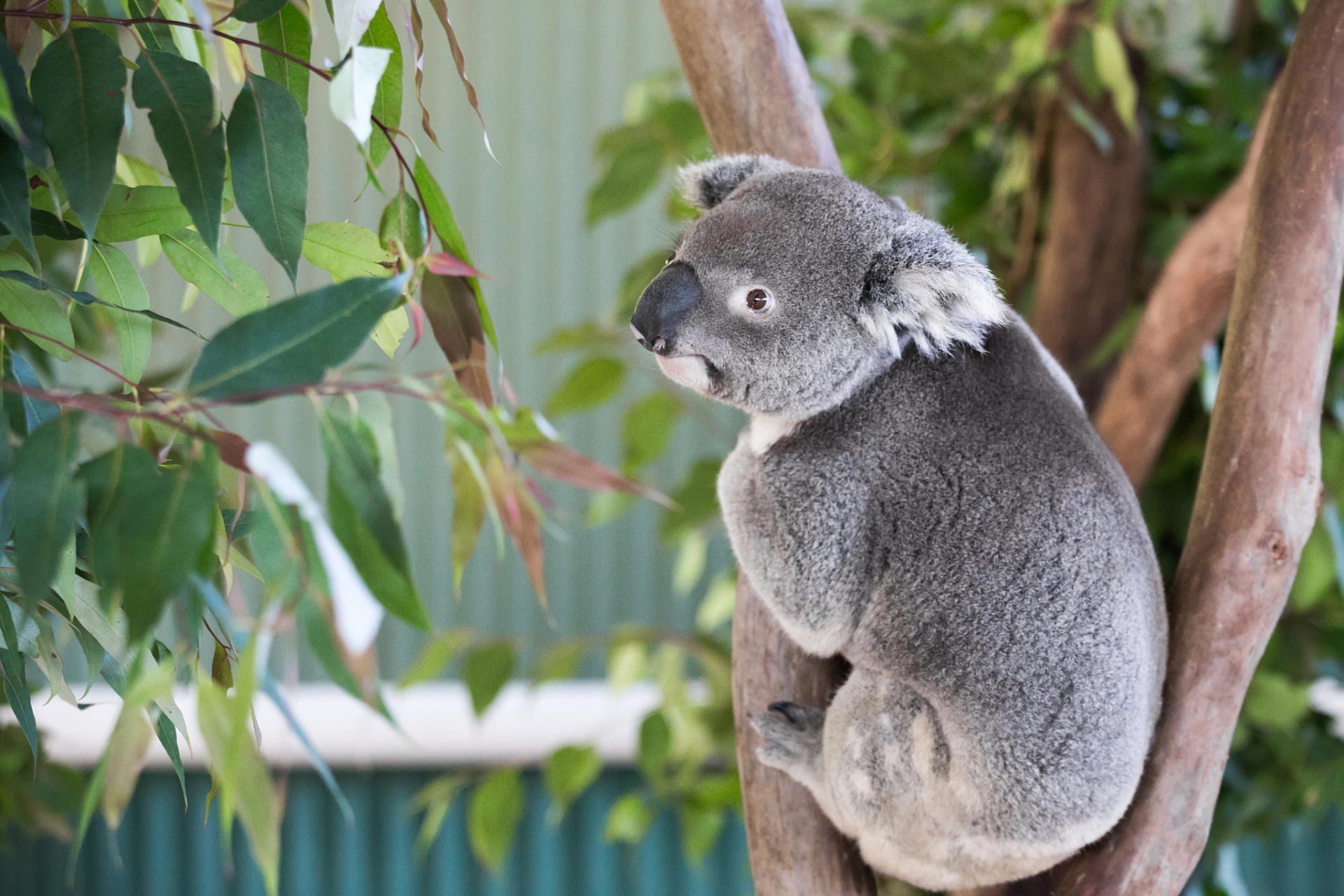 树袋熊幼崽有个超级可爱的习惯——它们靠吃妈妈的粪便来获取菌群