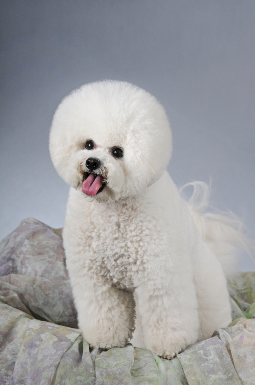 比熊体型较大,毛发直而密集;泰迪体型较小,毛发柔软呈波浪状.