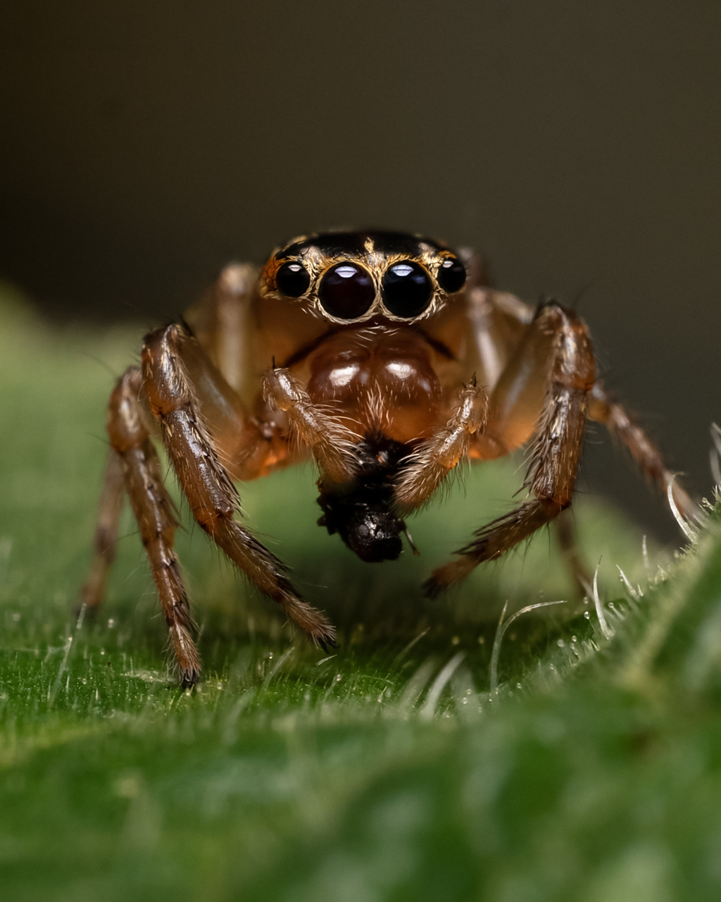 [原文:蜘蛛可以饲养吗?独特的形.