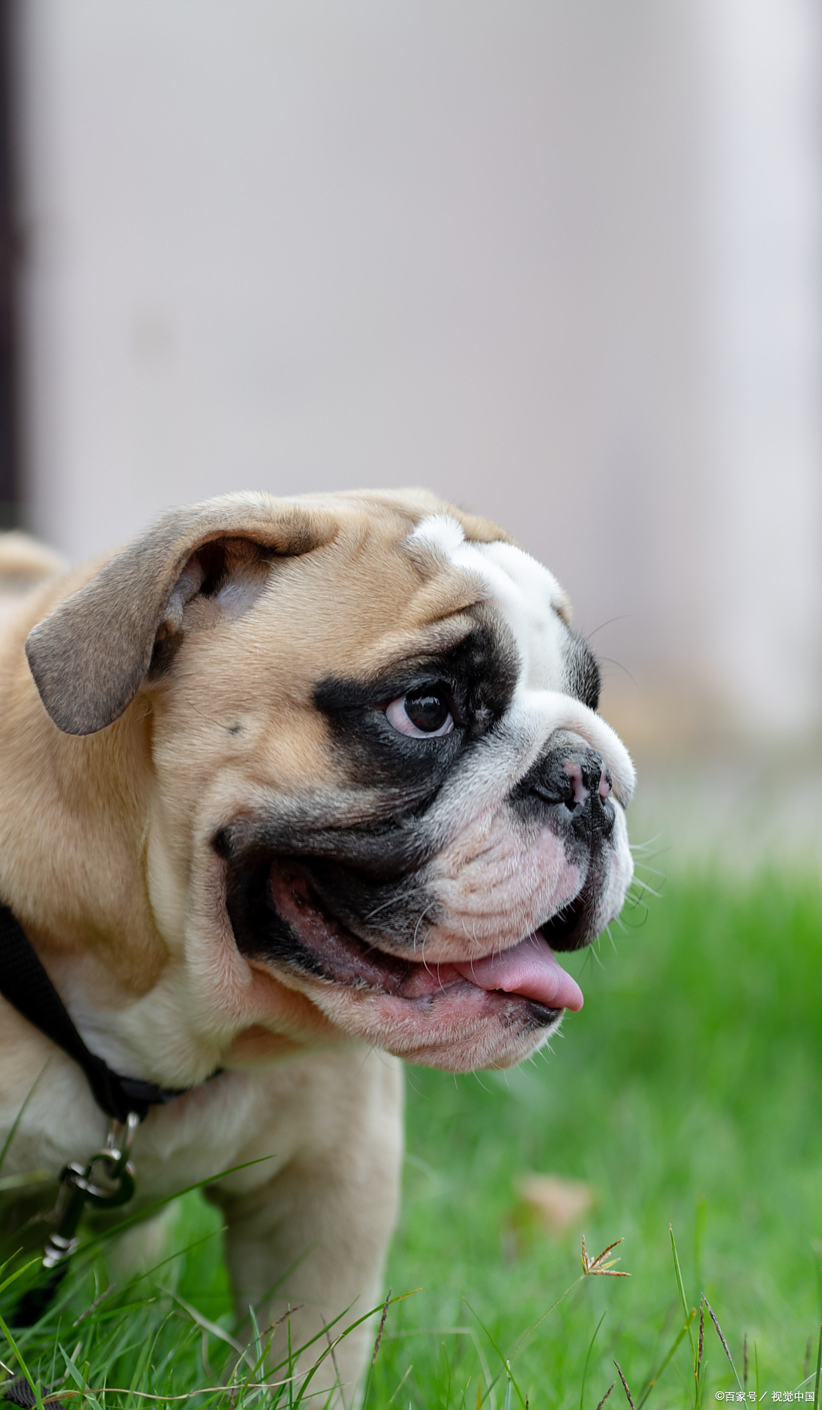 为什么不建议养巴哥犬?丑萌背后的隐忧