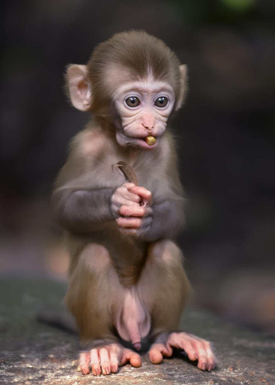 【猴子洗土豆】据美国专栏作家玛格丽特·维萨在《饮食行为学》中所述