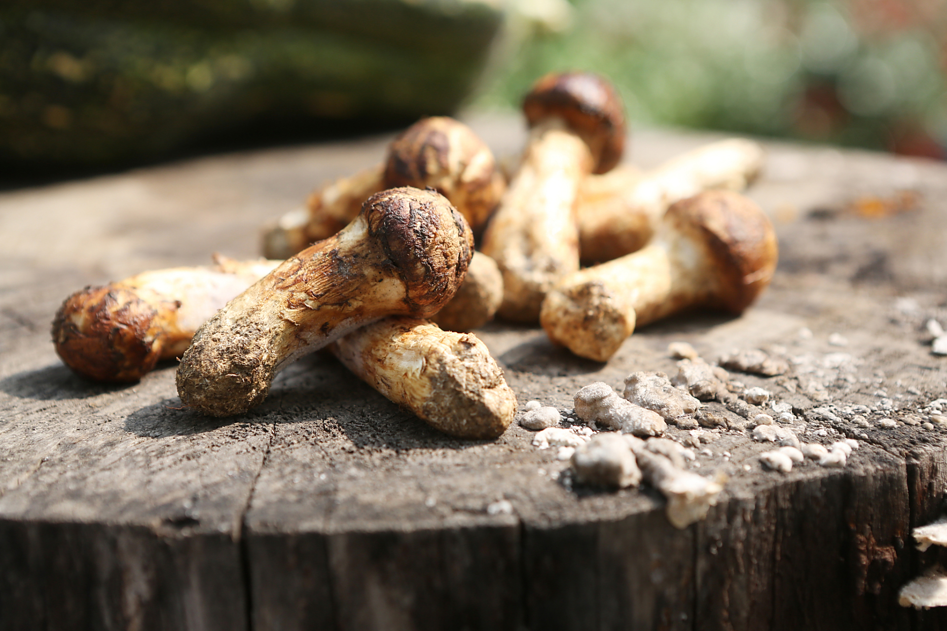 吃出营养大健康# #松茸#  松茸,学名松口蘑,别名松蕈,合菌,台菌,属