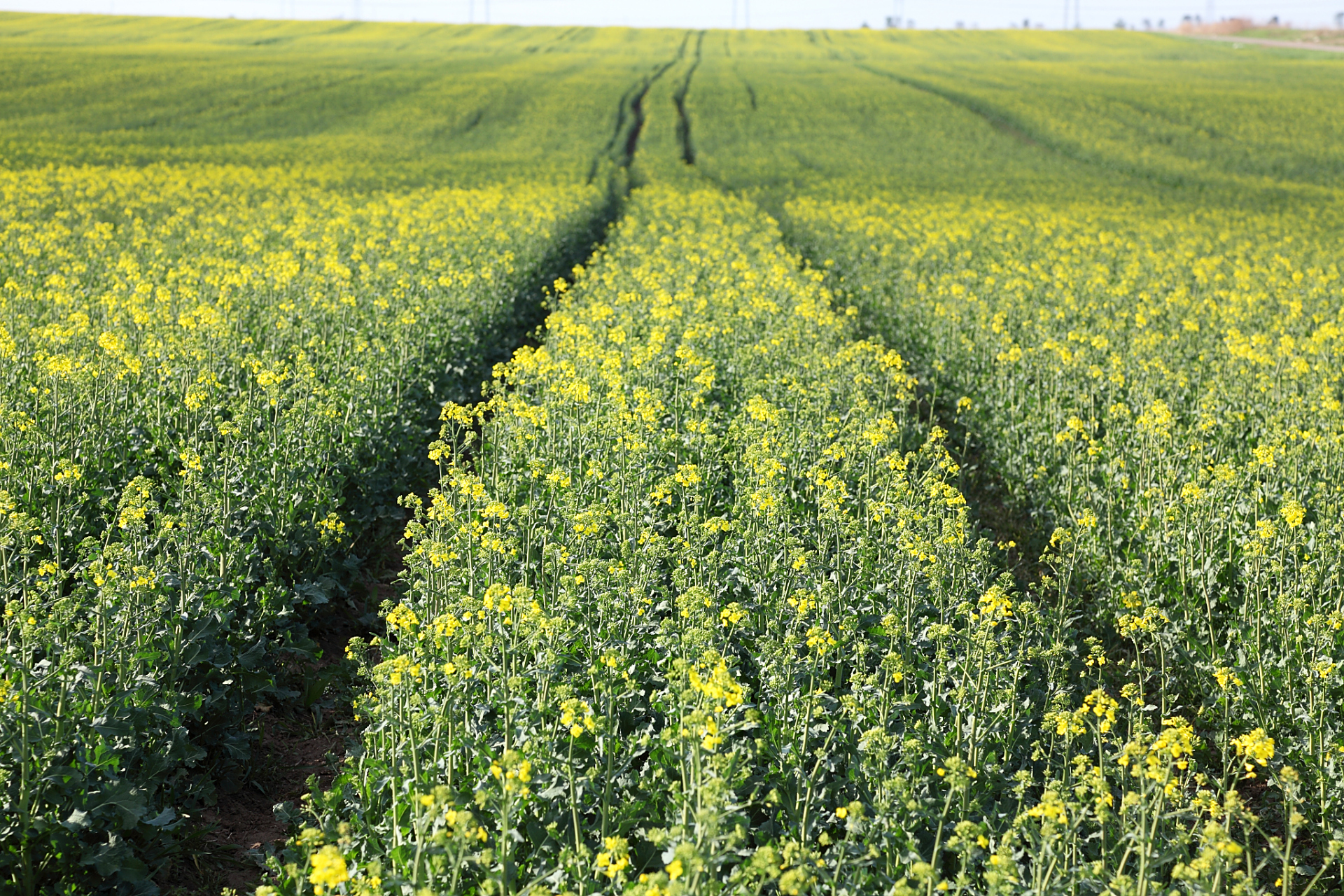 油菜作为重要的油料作物,其种植技术和管理措施对提高产量和质量都非
