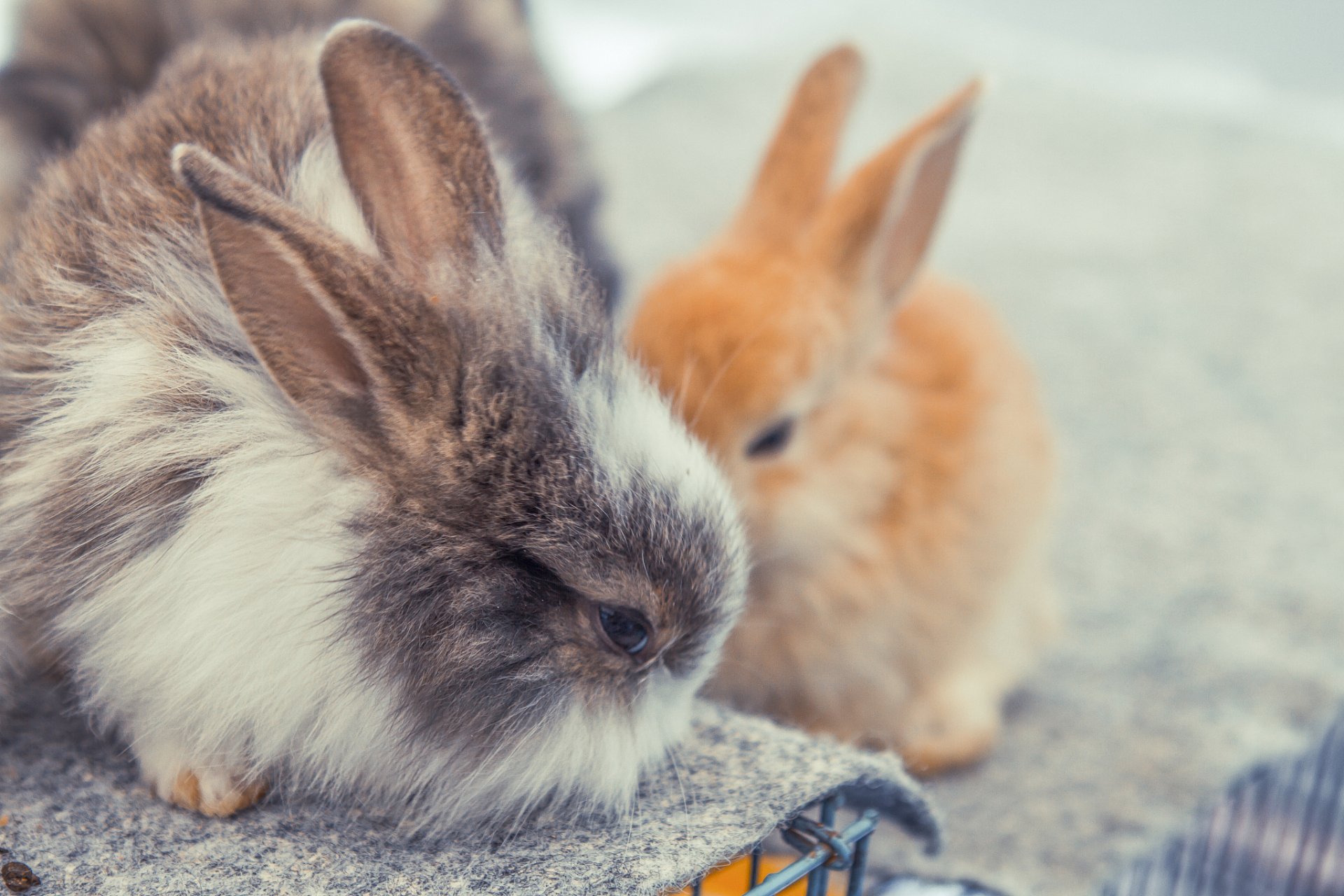 为什么小白兔的眼睛是红色的?