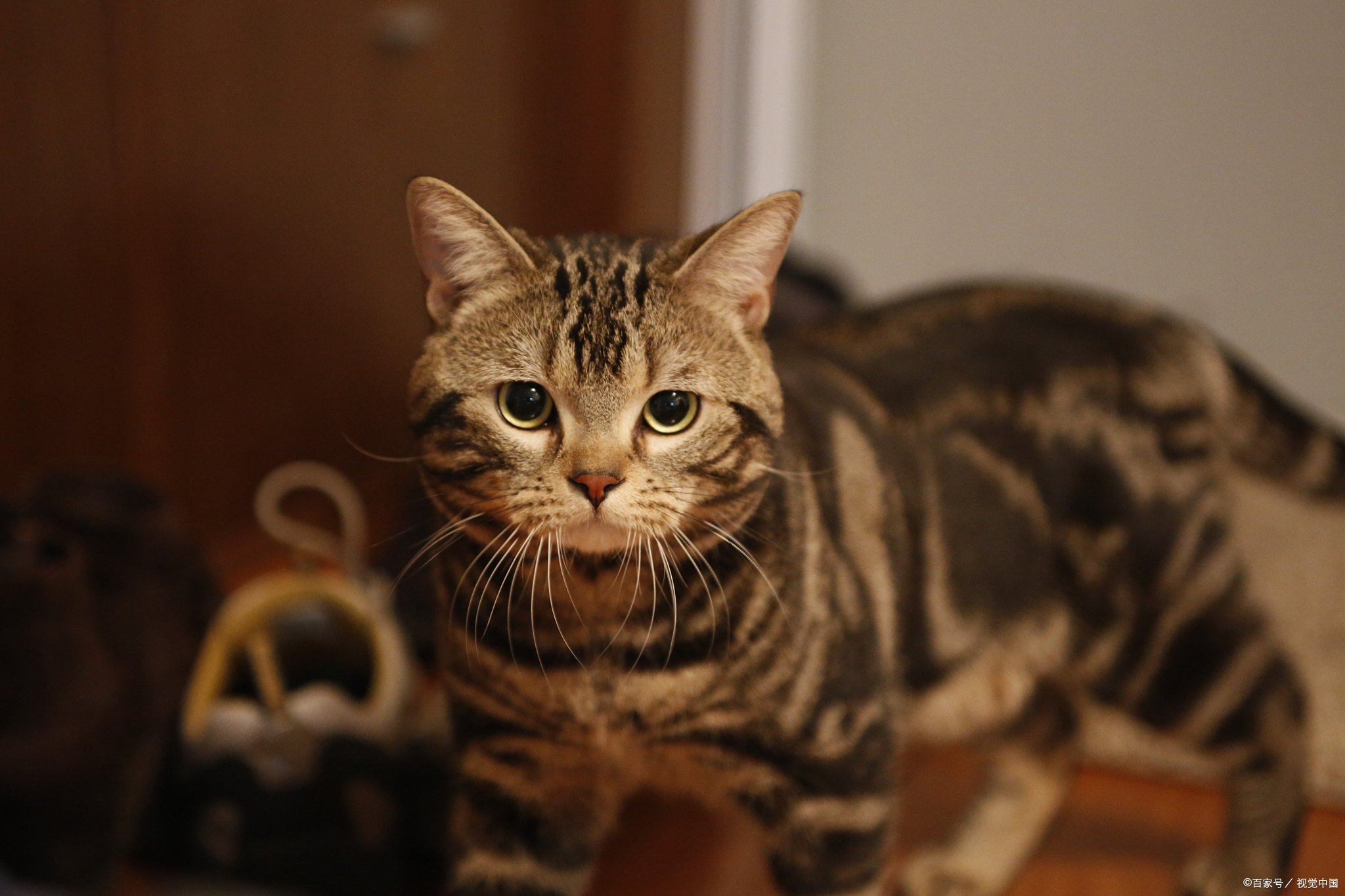 棕虎斑的典型特征是棕色底色与黑色条纹相间,条纹应粗细适中,过渡自然