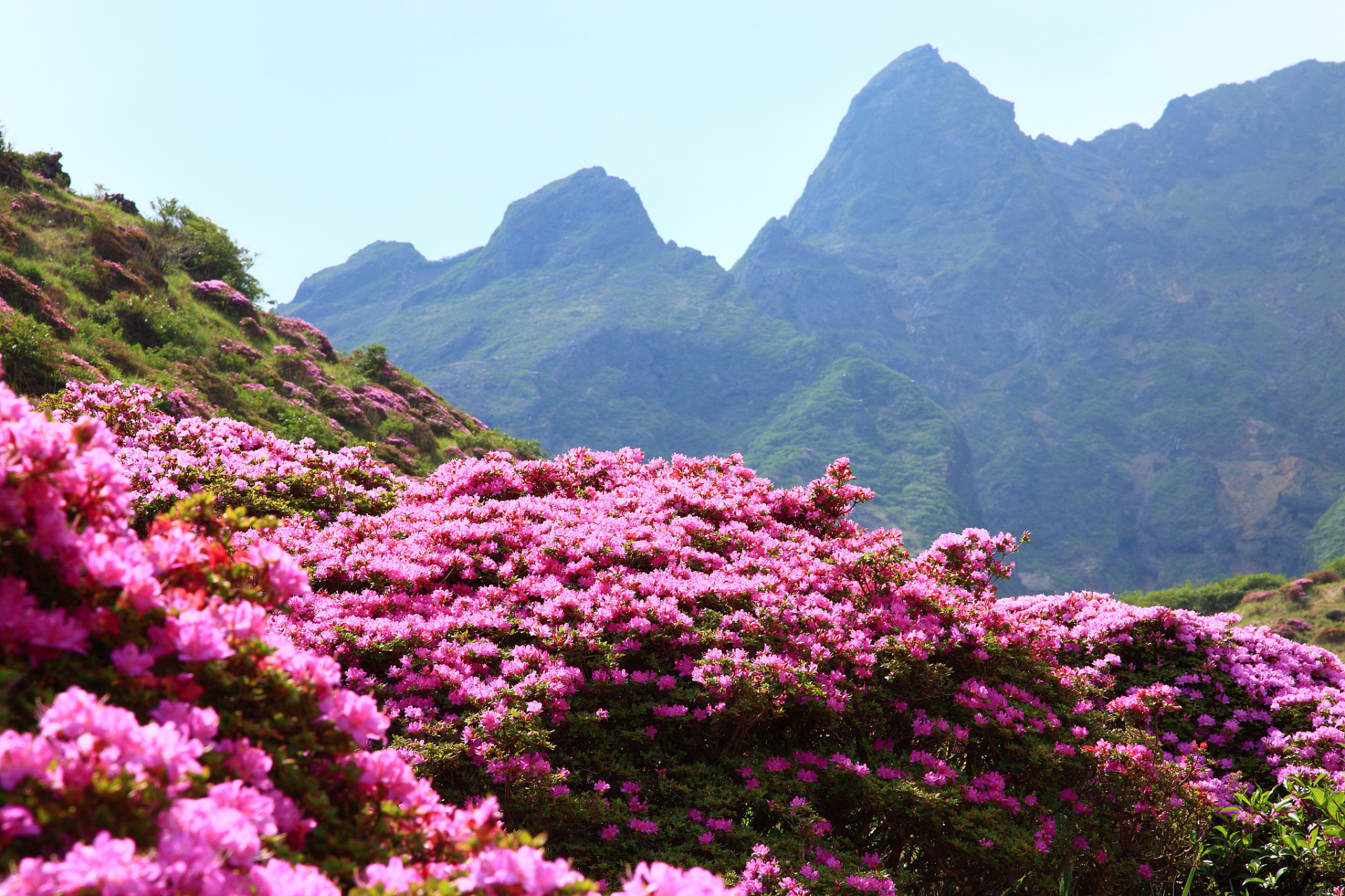 想感受大自然的美,就来贵州大方百里杜鹃吧!这里有着广袤的杜鹃花海,