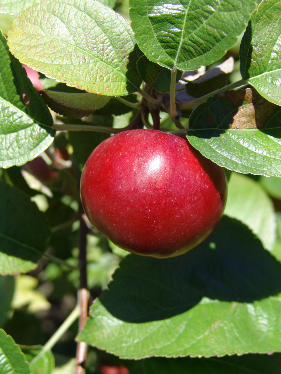 96鸡心果是什么果,适合哪里种植  鸡心果就是一种热带水果,学名为番