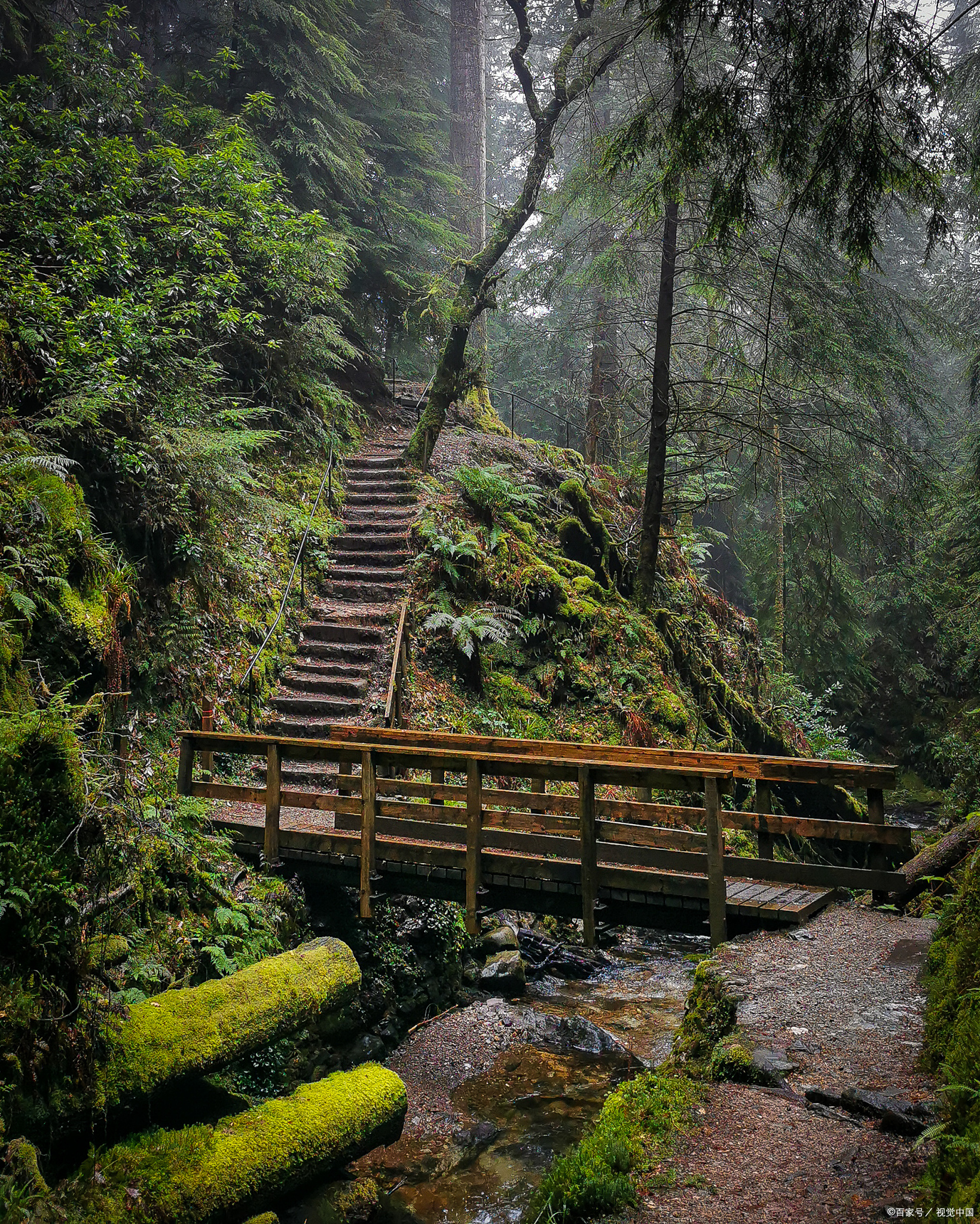 夏日闪光旅行家# 三爪仑国家森林公园:绿意盎然,天然氧吧!