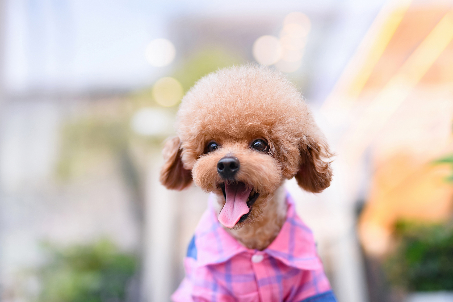 给泰迪狗取名字可以根据它们的性格和特点来取,如活泼好动的二狗,喜欢