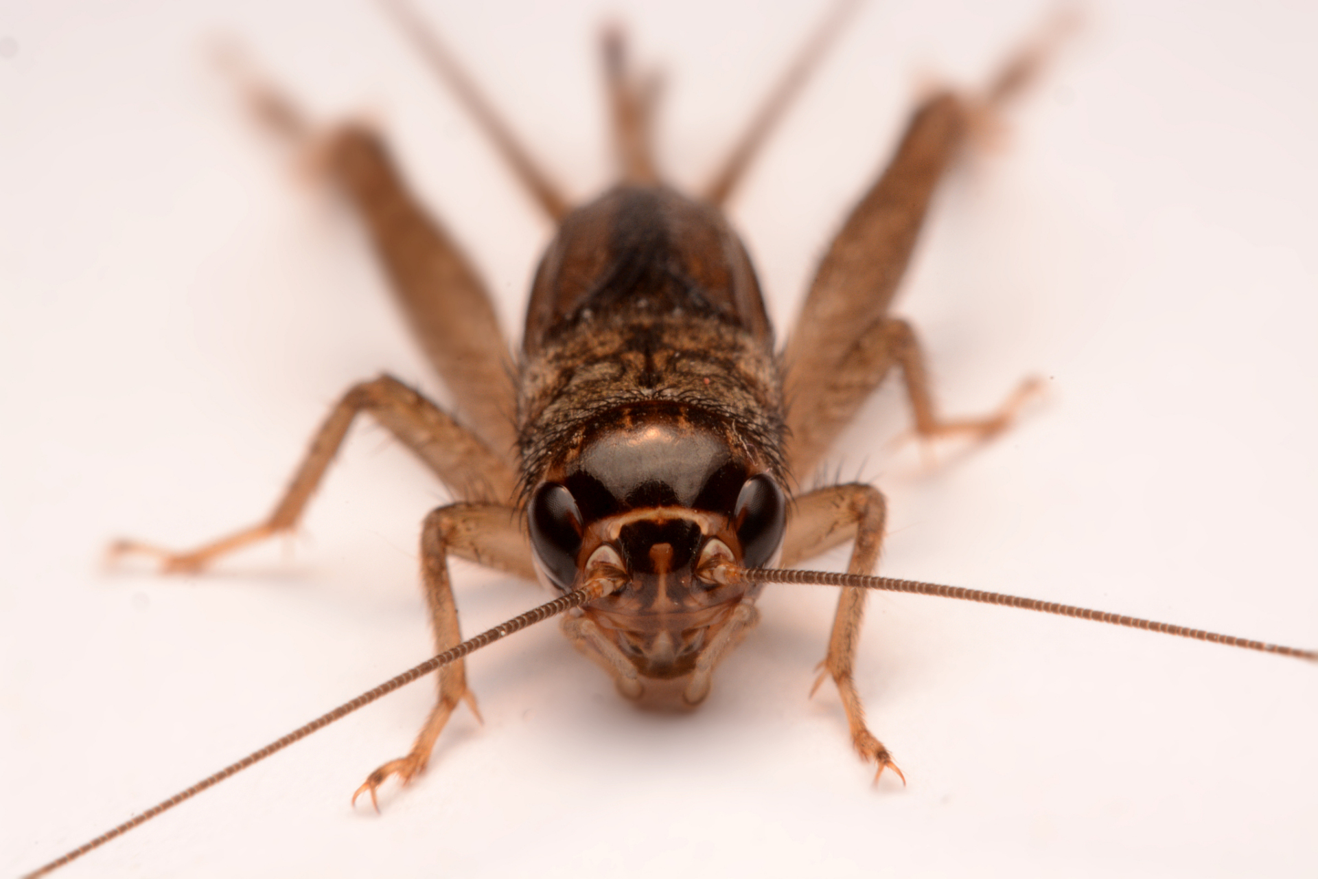 蟋蟀的寿命,其实对于蟋蟀来说,我们农村的小伙伴们去抓过的,感觉蟋蟀