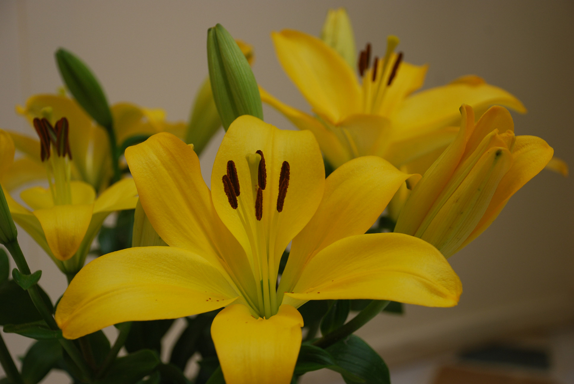 送礼或商业场合都能激发斗志和创造力[原文:黄百合花的美好寓意]