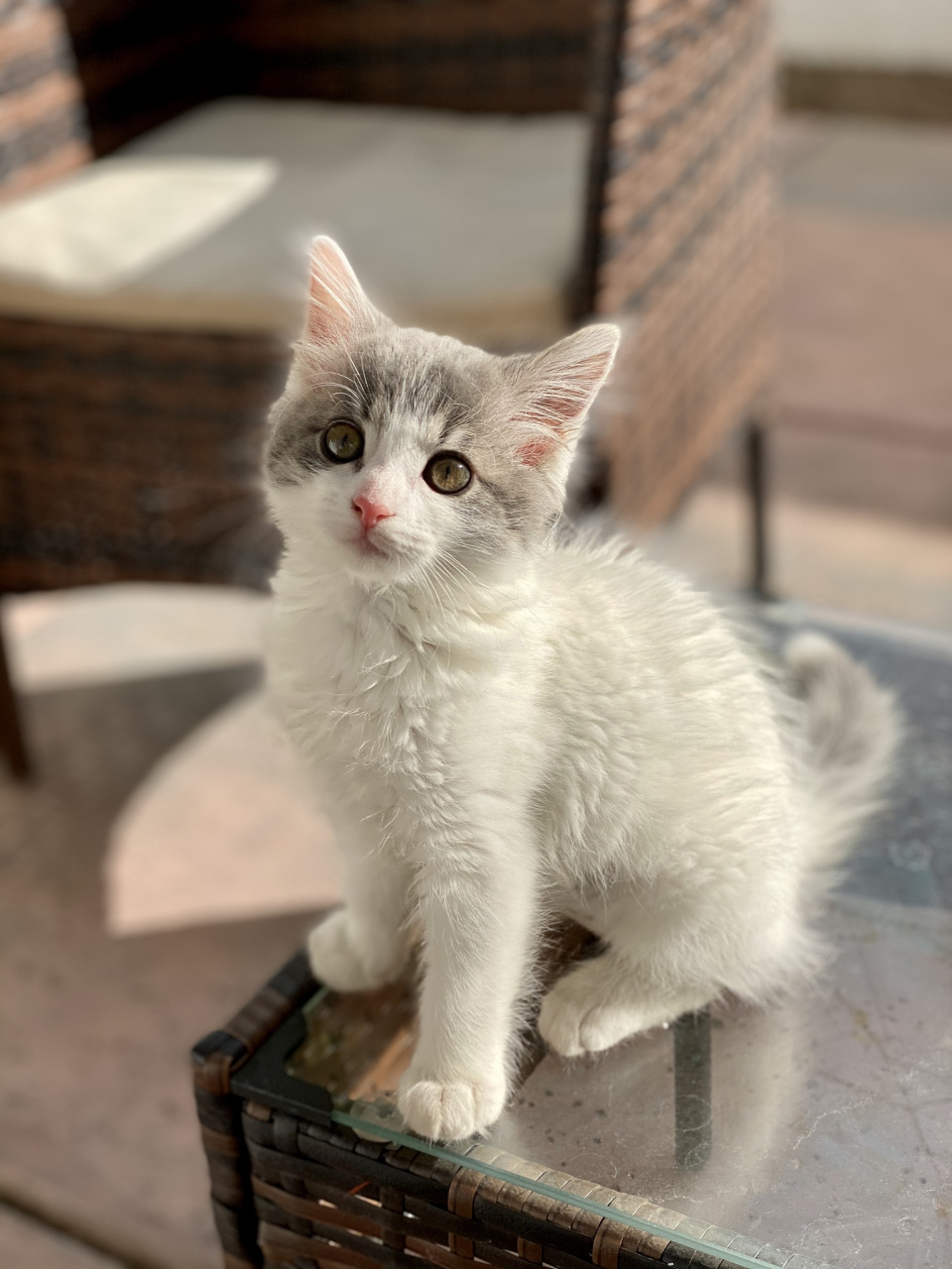 曼切堪猫的性格特点怎么样#猫咪#   曼切堪猫的性格特点是温柔,热情