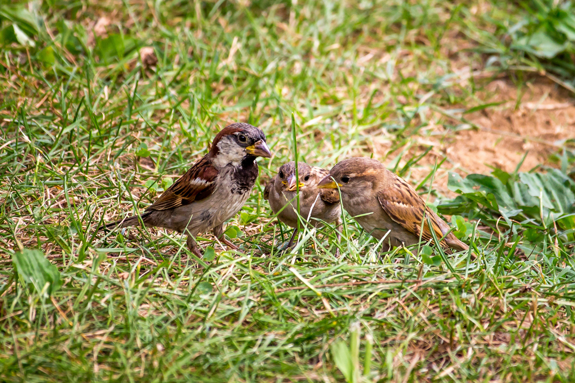 成鸟和幼鸟会在繁殖过程中大量的捕食含有农药的食物,麻雀吃了以后,重