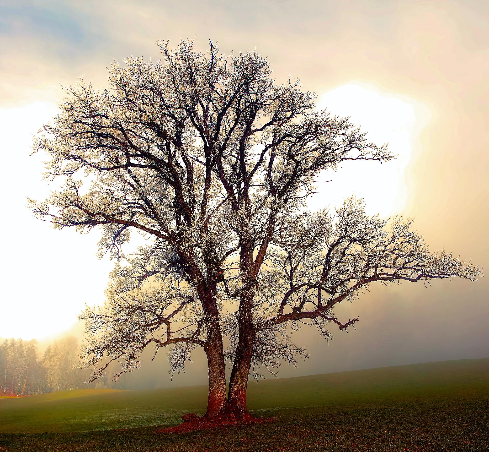 寂寞的树(题) 寂寞的树通过风, 表达自己无言的哀