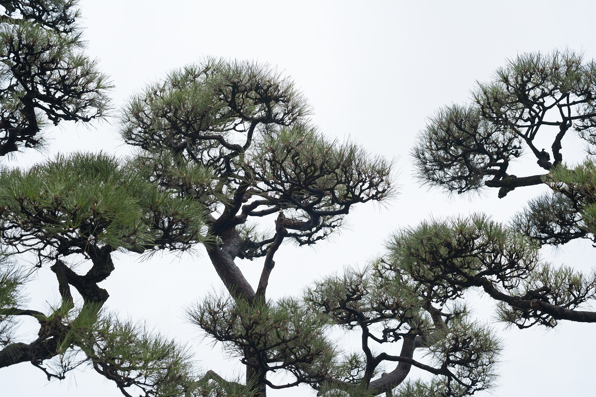 传统的自然传播方式与现代科技手段相结合,为松树的