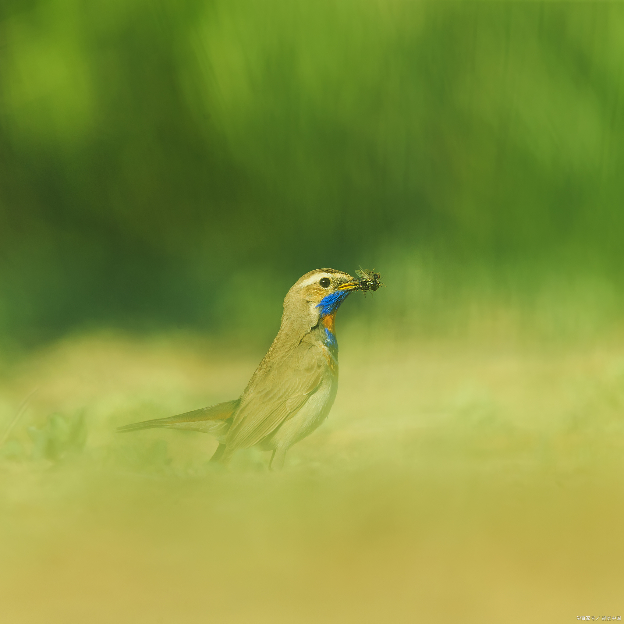 青雀怎么养才好?