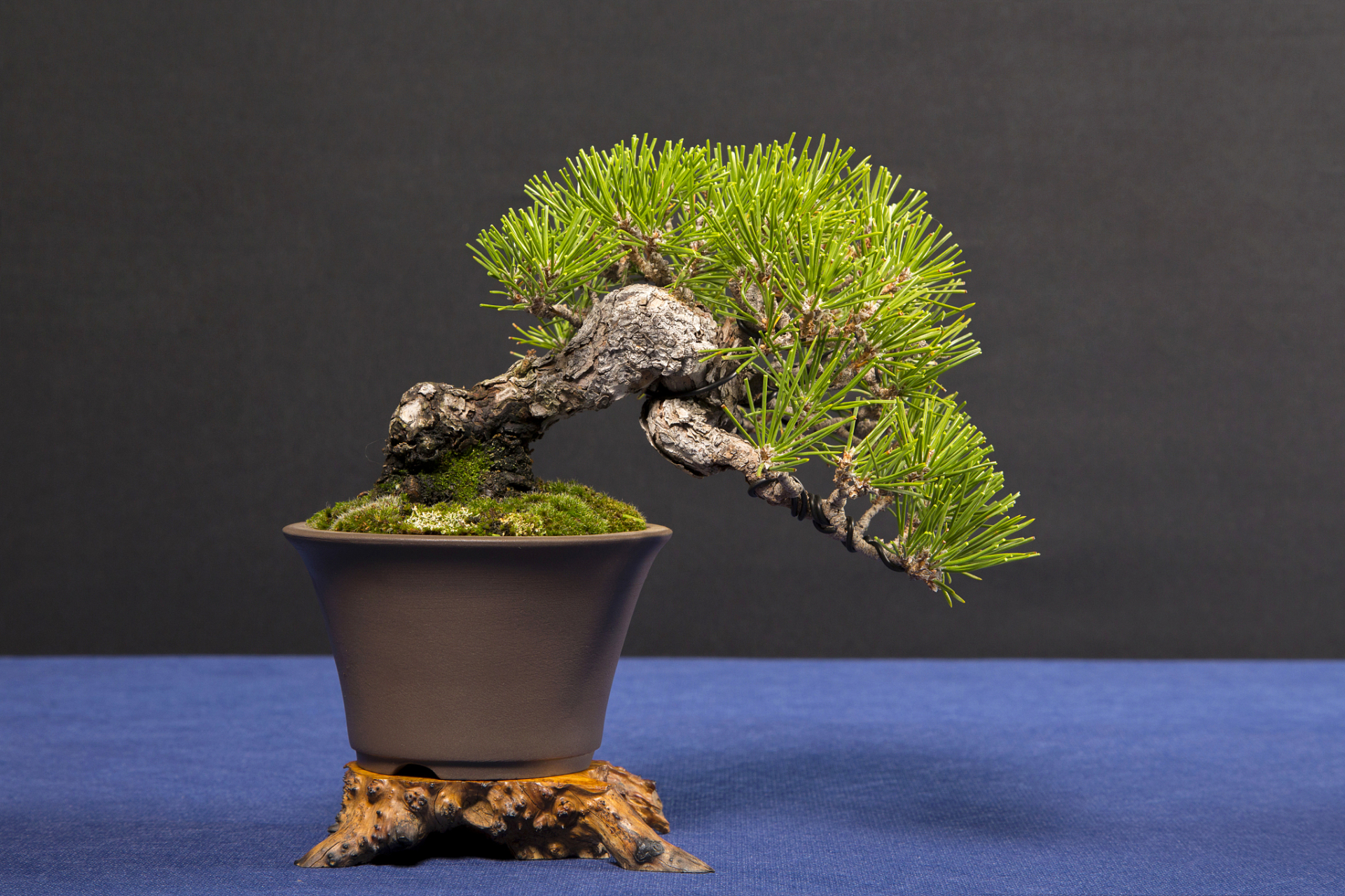 马尾松四季苍翠,傲然独立,潇洒俊逸,是制作盆景的良好材料,又称"山松"