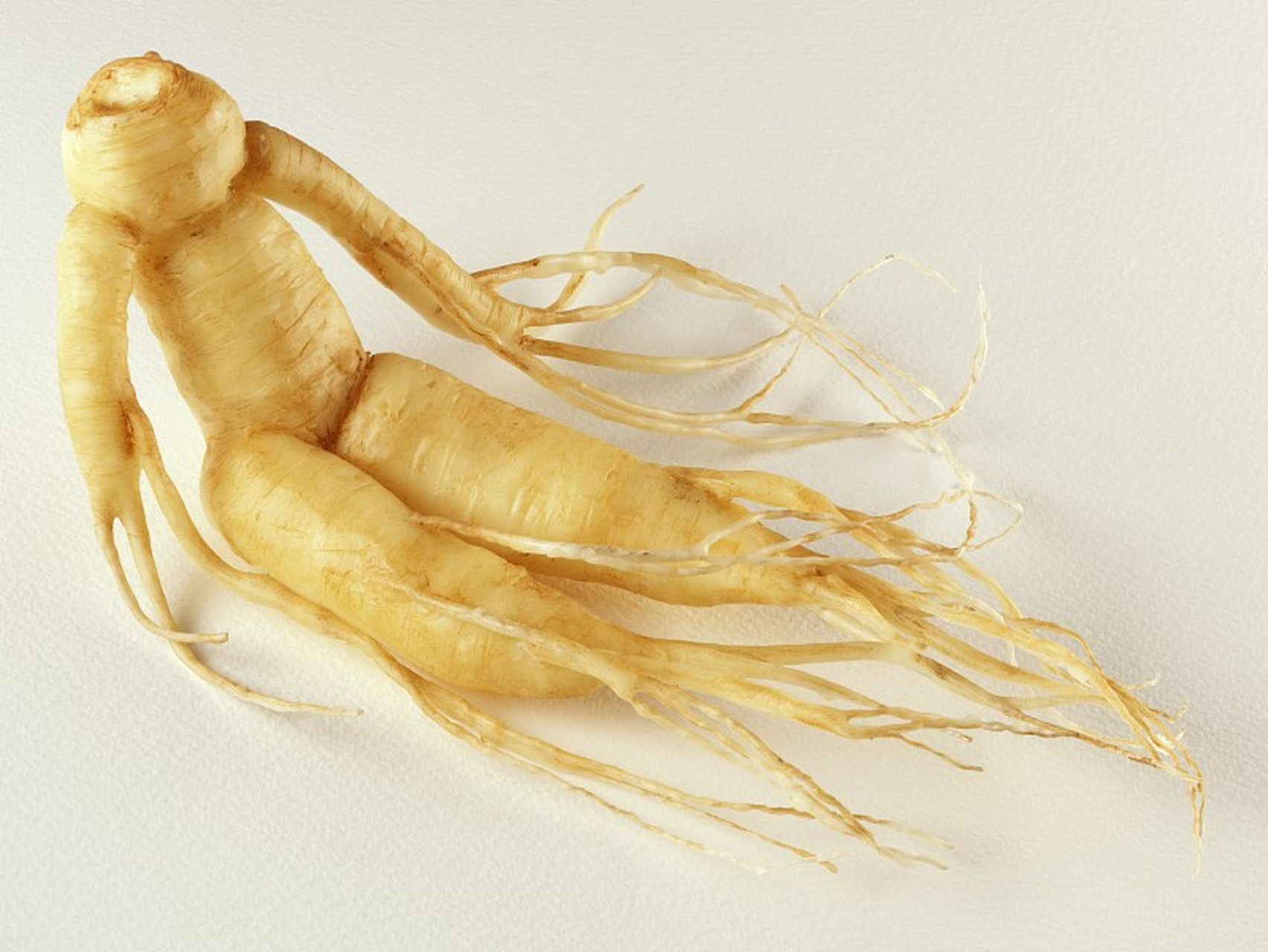 人参(生晒参)的5个鉴别点: 02 ①表面灰黄色,具纵纹,上端有紧密而