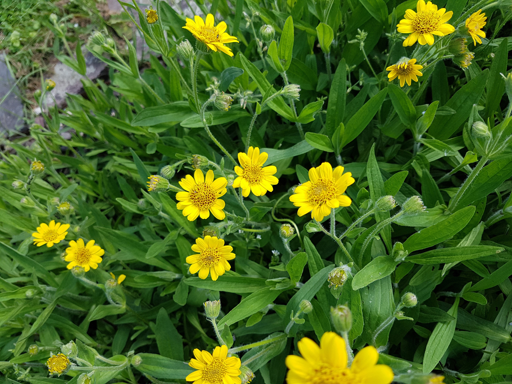 山金车的神奇效果  山金车属于菊科药草,主要分布于北美,含有植物精油
