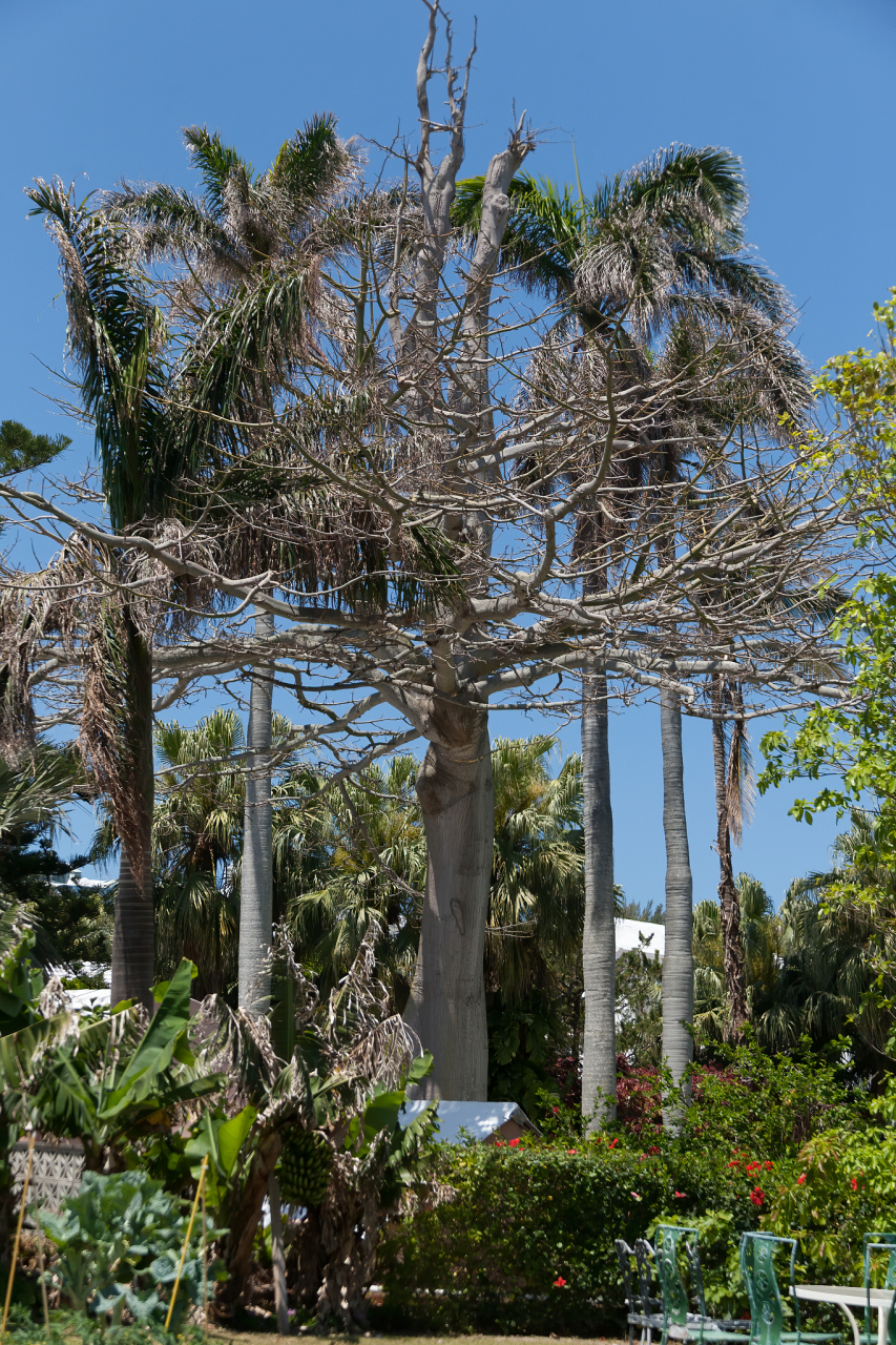 有一种珍奇的树木,人们叫它"普当",意思是"能除污浊的树",即"洗衣树"
