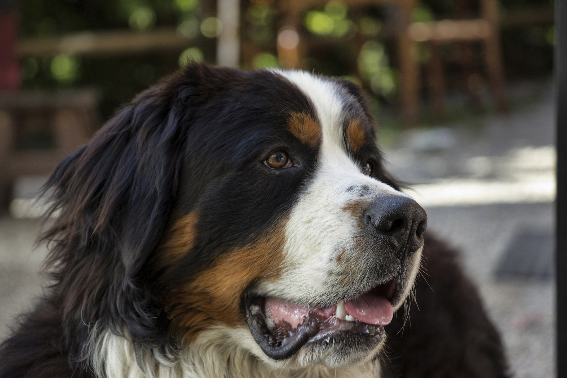 圣伯纳犬是一种大型犬种,其强壮的体格和温顺的性格使它成为人们心目