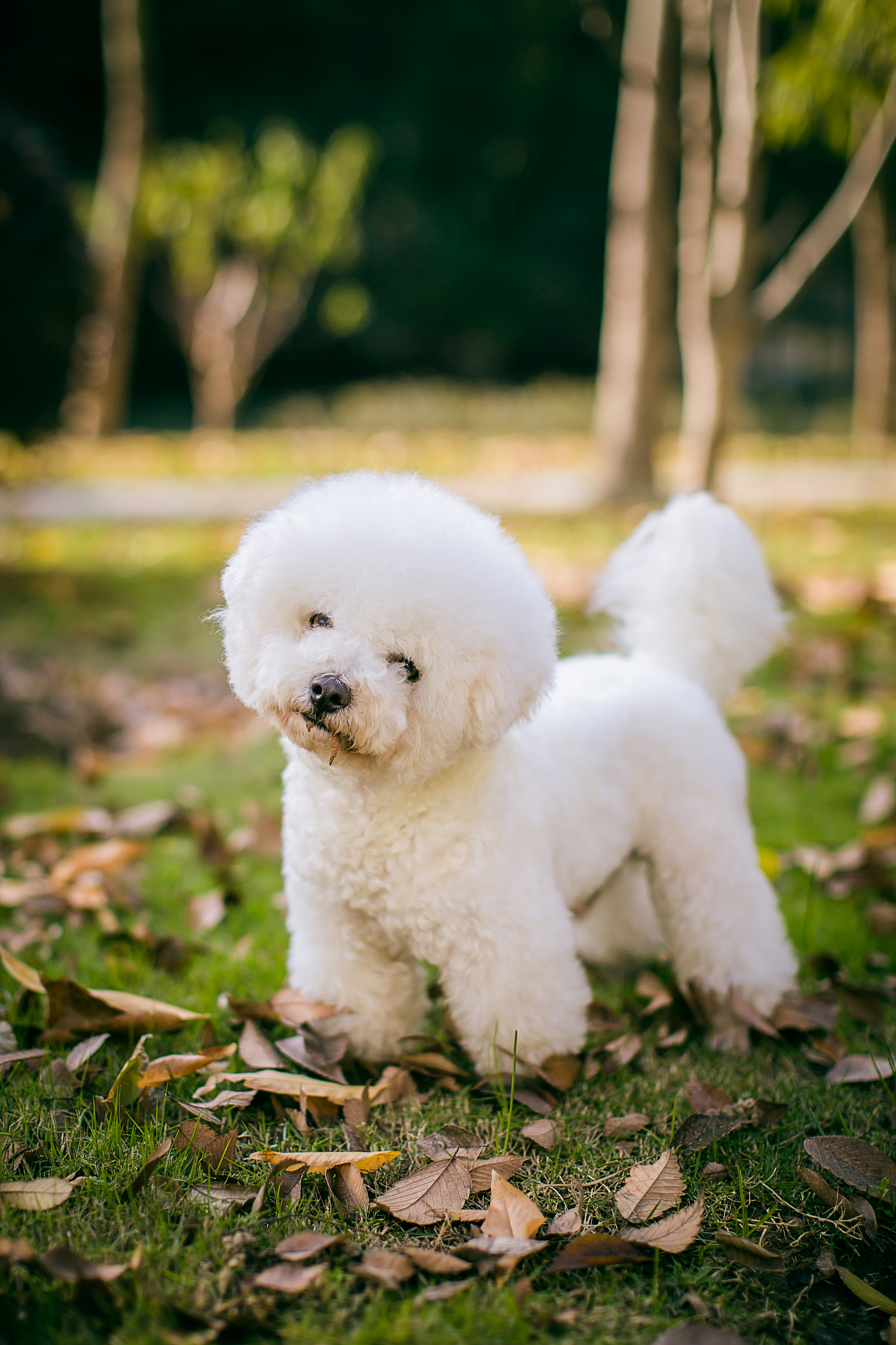 比熊鼻子褪色什么原因