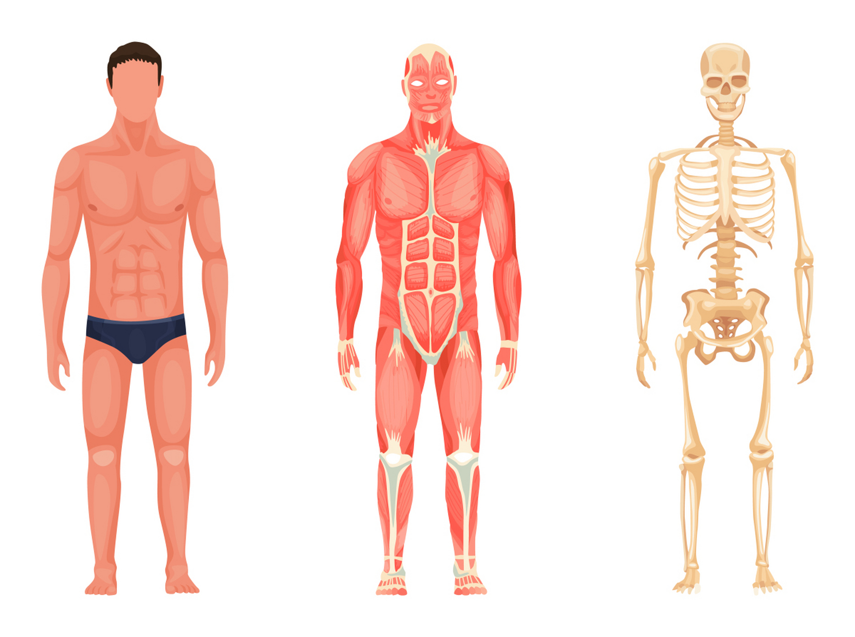 医学人体构图图片