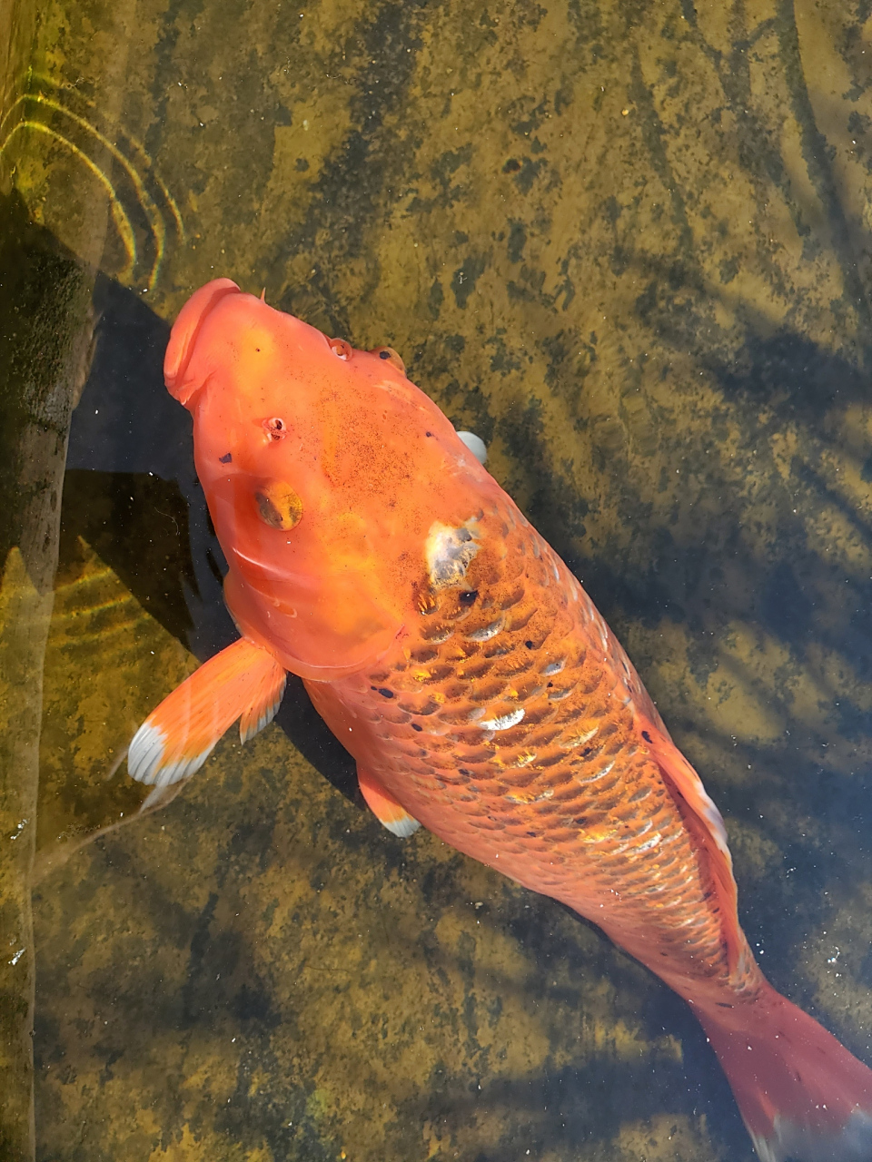 锦鲤炸鳞是什么原因 锦鲤炸鳞是指锦鲤的鳞片出现外翻,竖立,脱落的