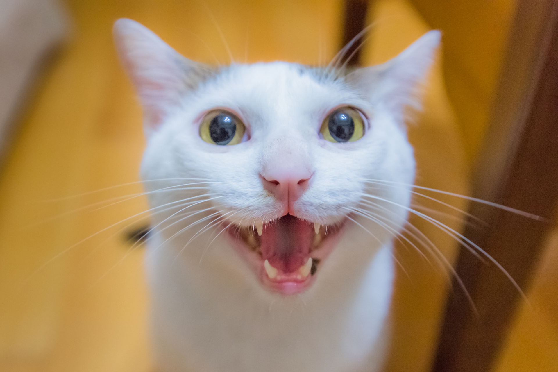 摘要:猫咪的虎牙不仅美观,其露出程度还与行为,生理和心理状态相关.