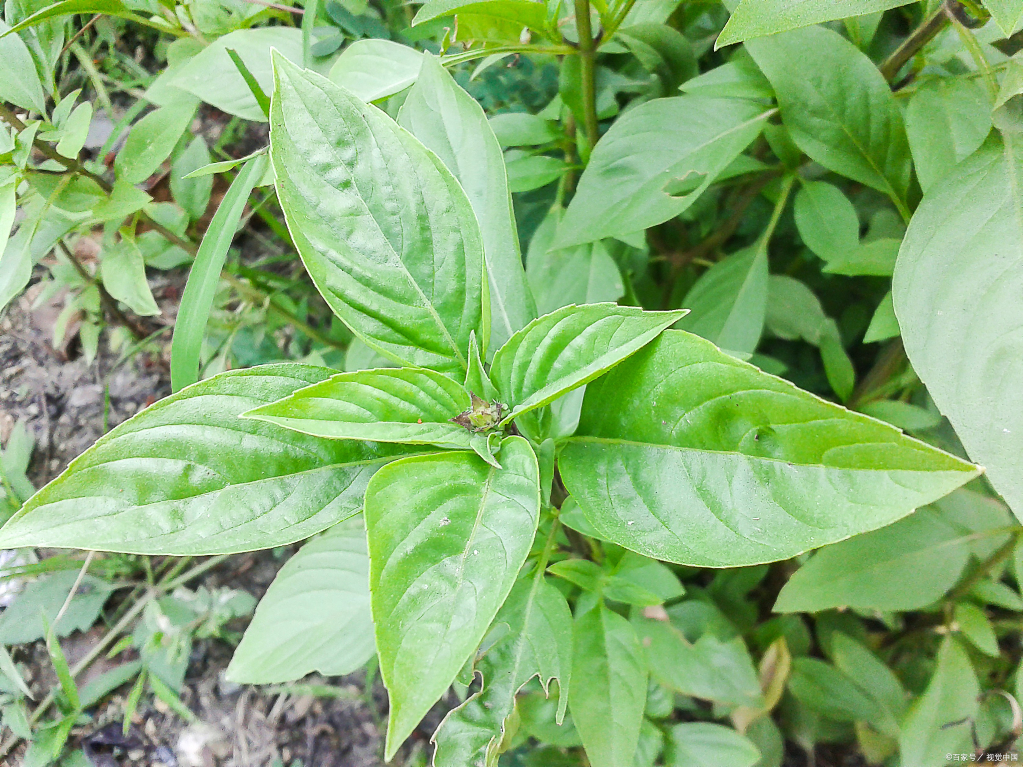 番泻叶,这一自然恩赐的草本植物,其最佳搭配实则是根据个人